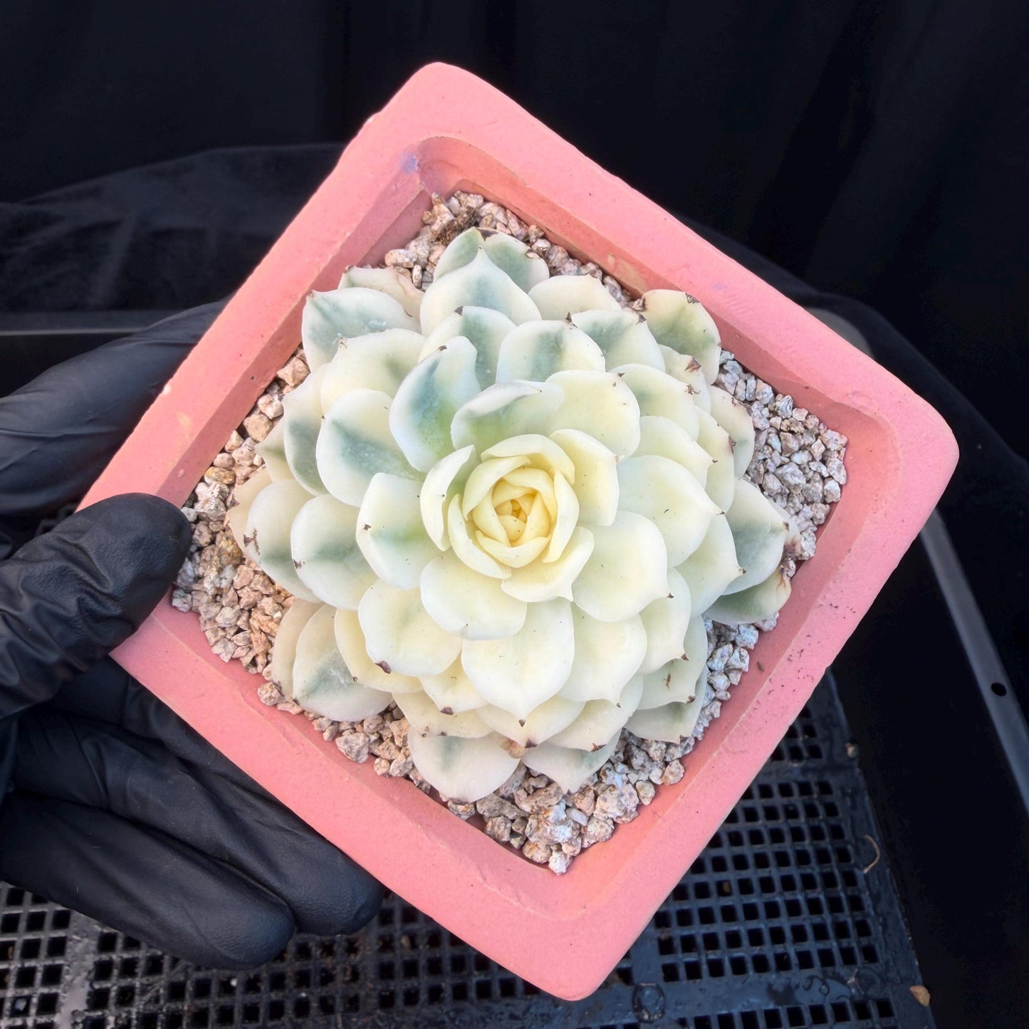 Echeveria  ‘onslow variegated ', 2.9inches ,P04