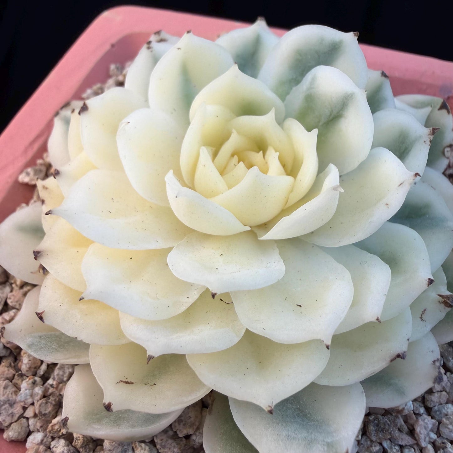 Echeveria  ‘onslow variegated ', 2.9inches ,P04