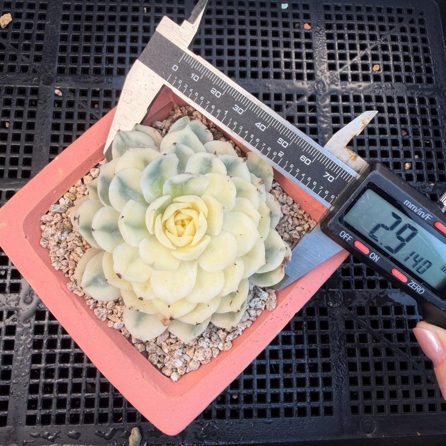 Echeveria  ‘onslow variegated ', 2.9inches ,P04