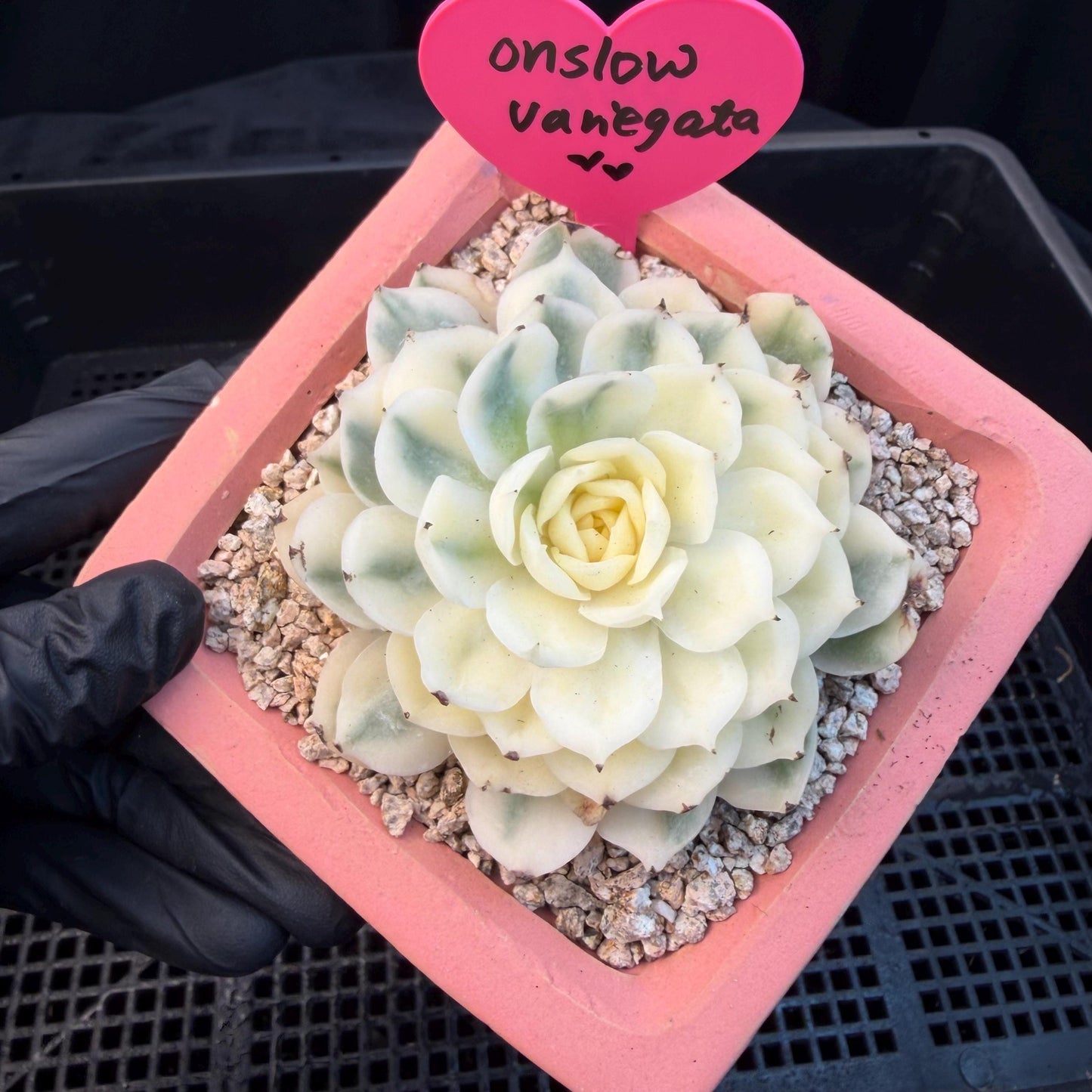 Echeveria  ‘onslow variegated ', 2.9inches ,P04