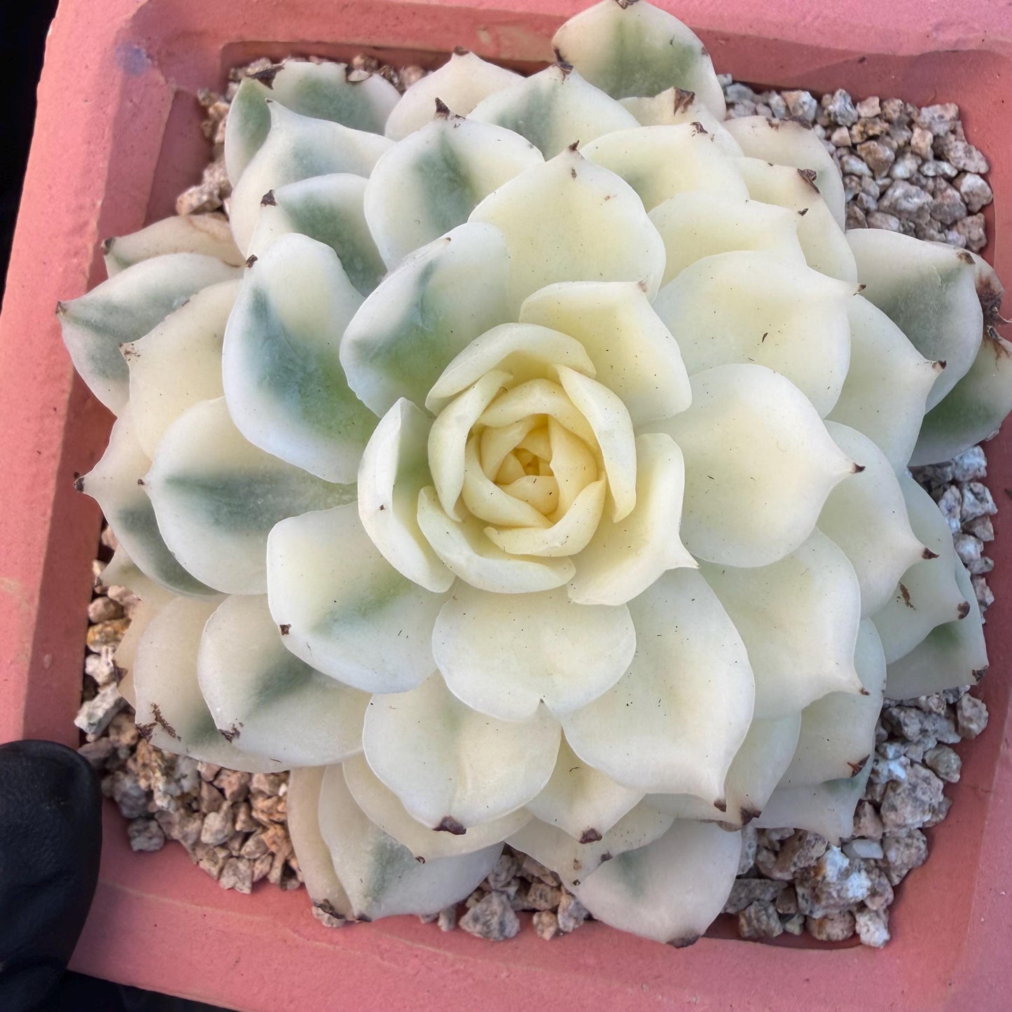 Echeveria  ‘onslow variegated ', 2.9inches ,P04