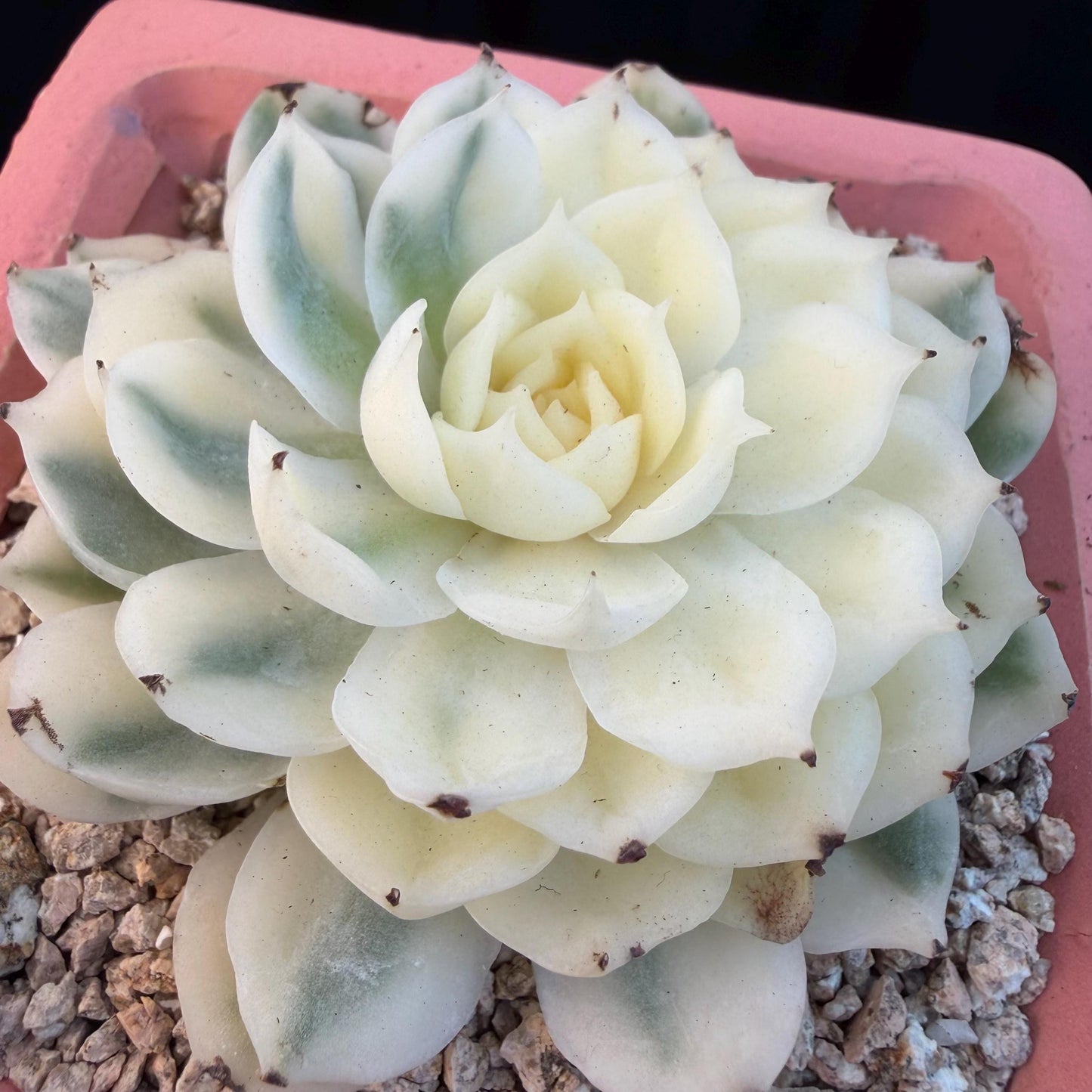 Echeveria  ‘onslow variegated ', 2.9inches ,P04