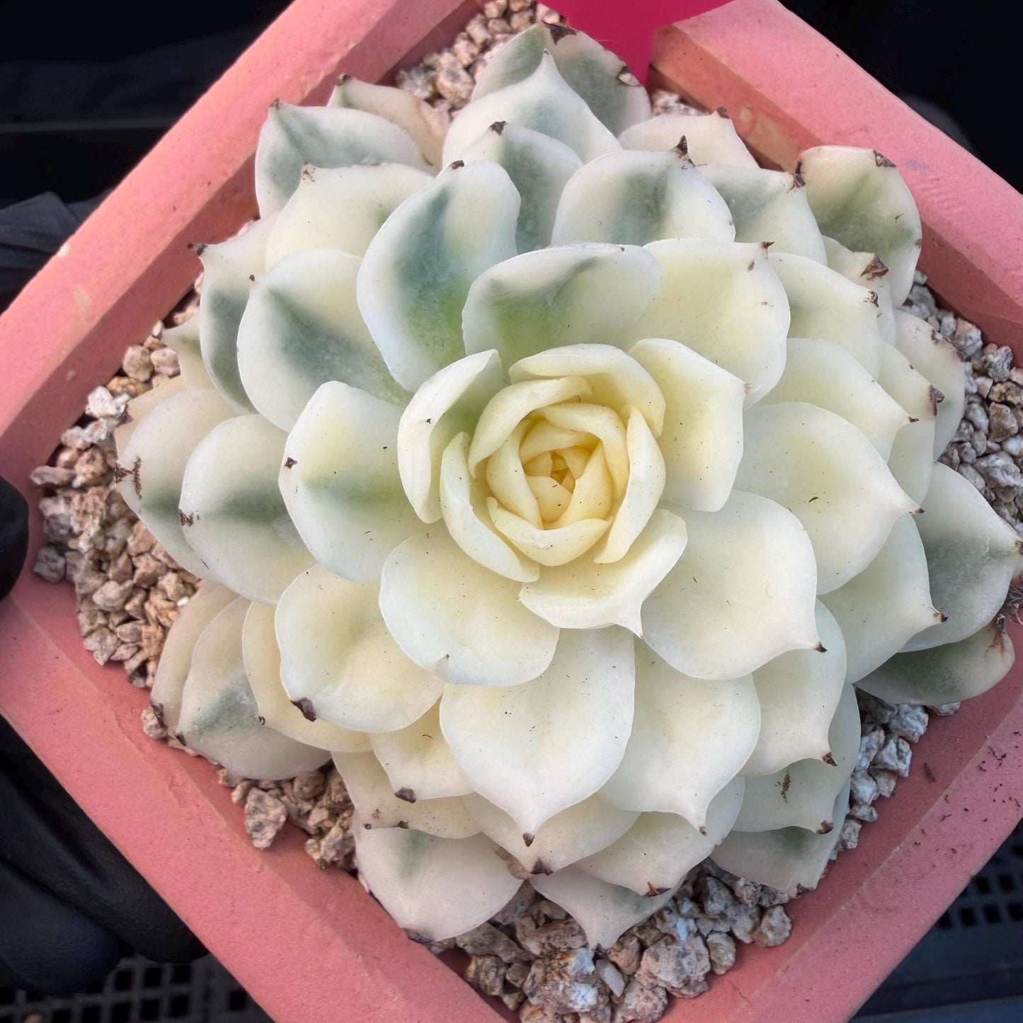 Echeveria  ‘onslow variegated ', 2.9inches ,P04