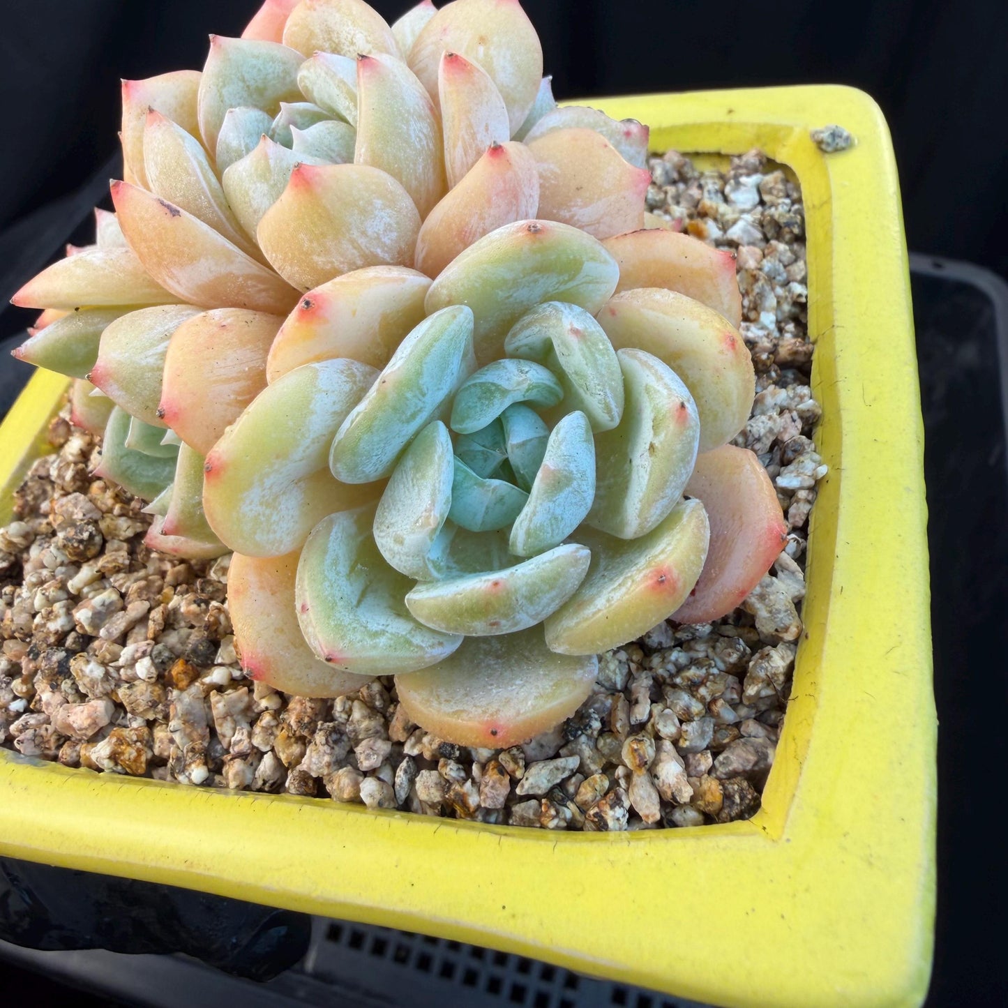 Echeveria  ‘Lauren.’, 5heads,3.3inches , M02,