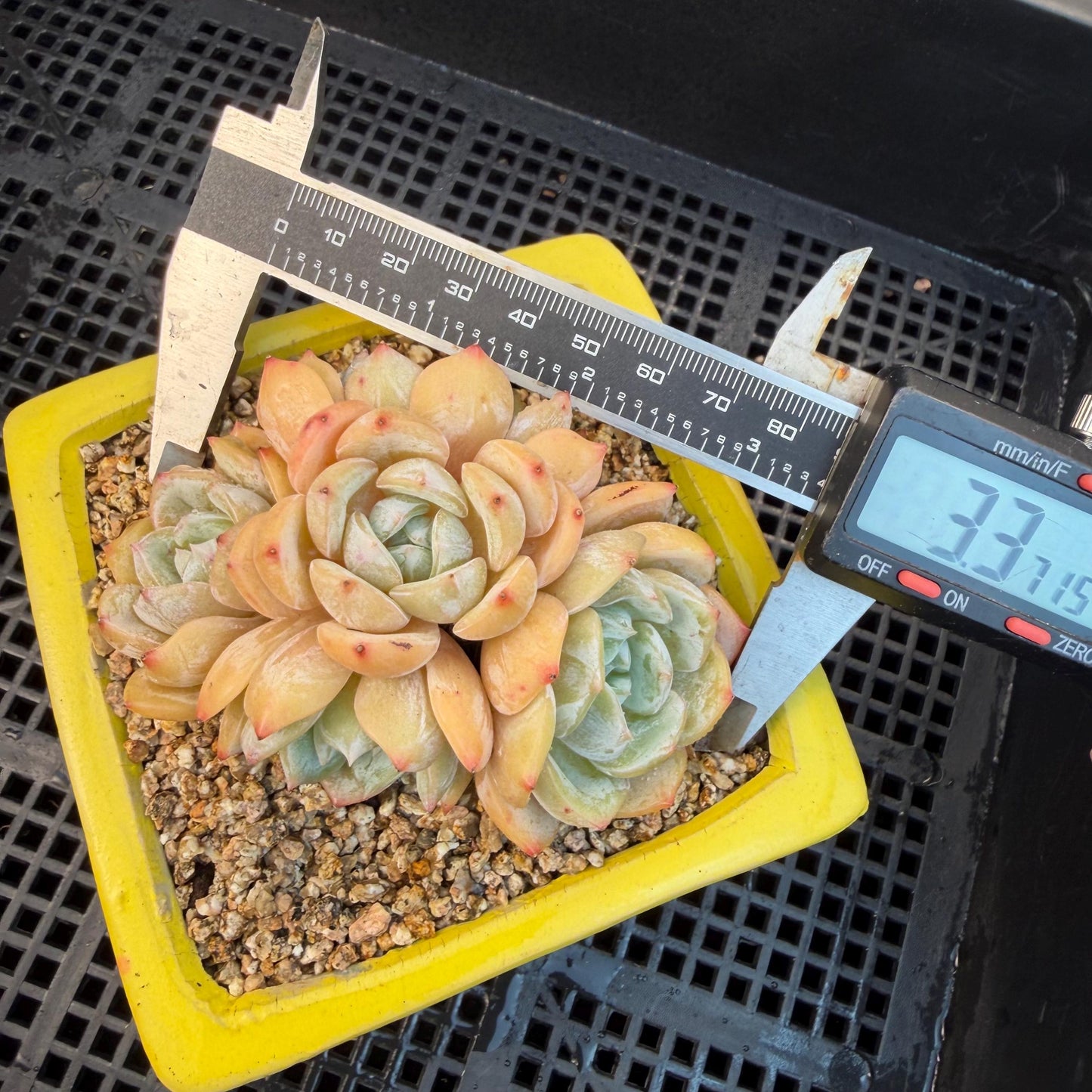 Echeveria  ‘Lauren.’, 5heads,3.3inches , M02,