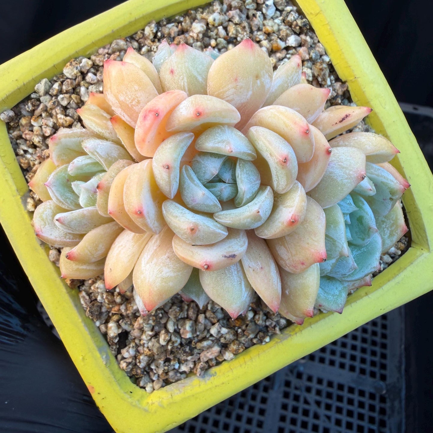 Echeveria  ‘Lauren.’, 5heads,3.3inches , M02,