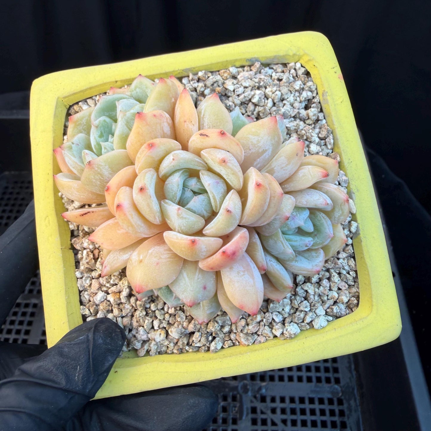 Echeveria  ‘Lauren.’, 5heads,3.3inches , M02,