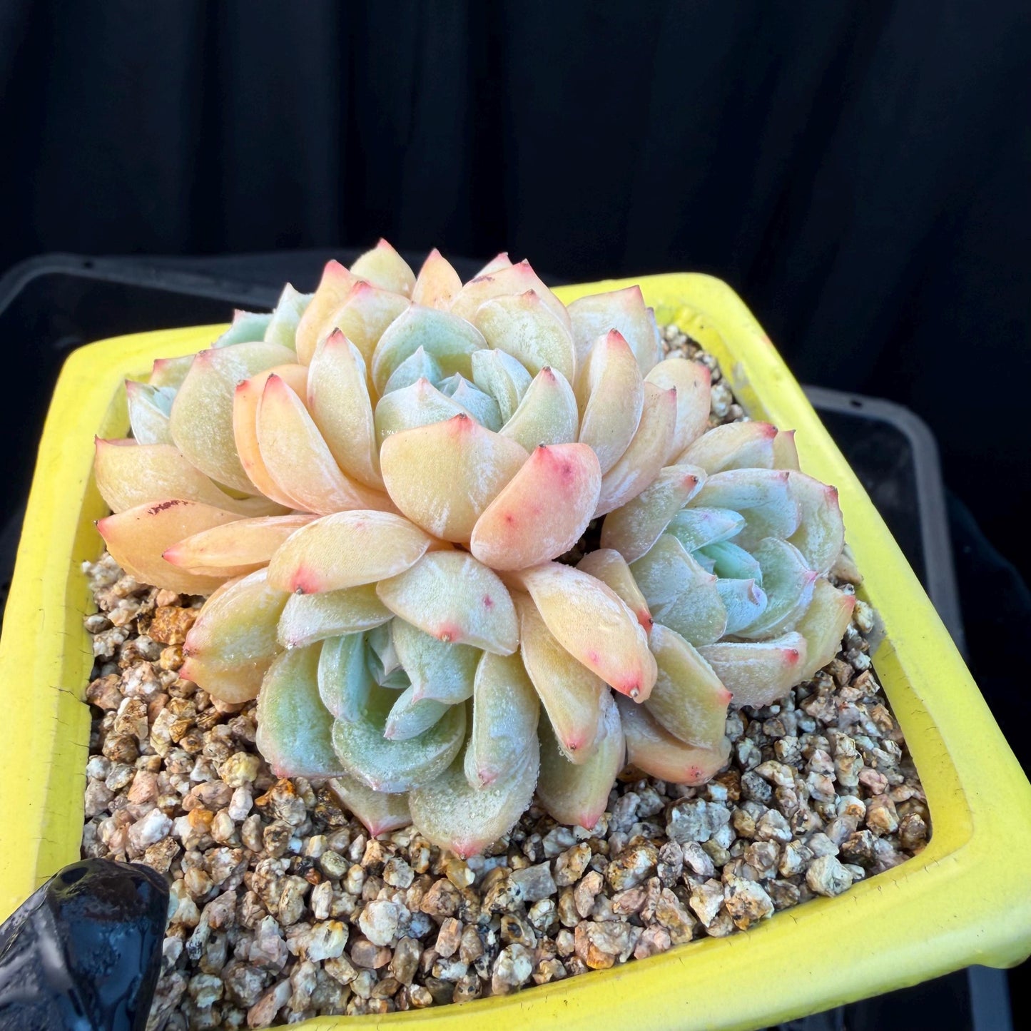 Echeveria  ‘Lauren.’, 5heads,3.3inches , M02,