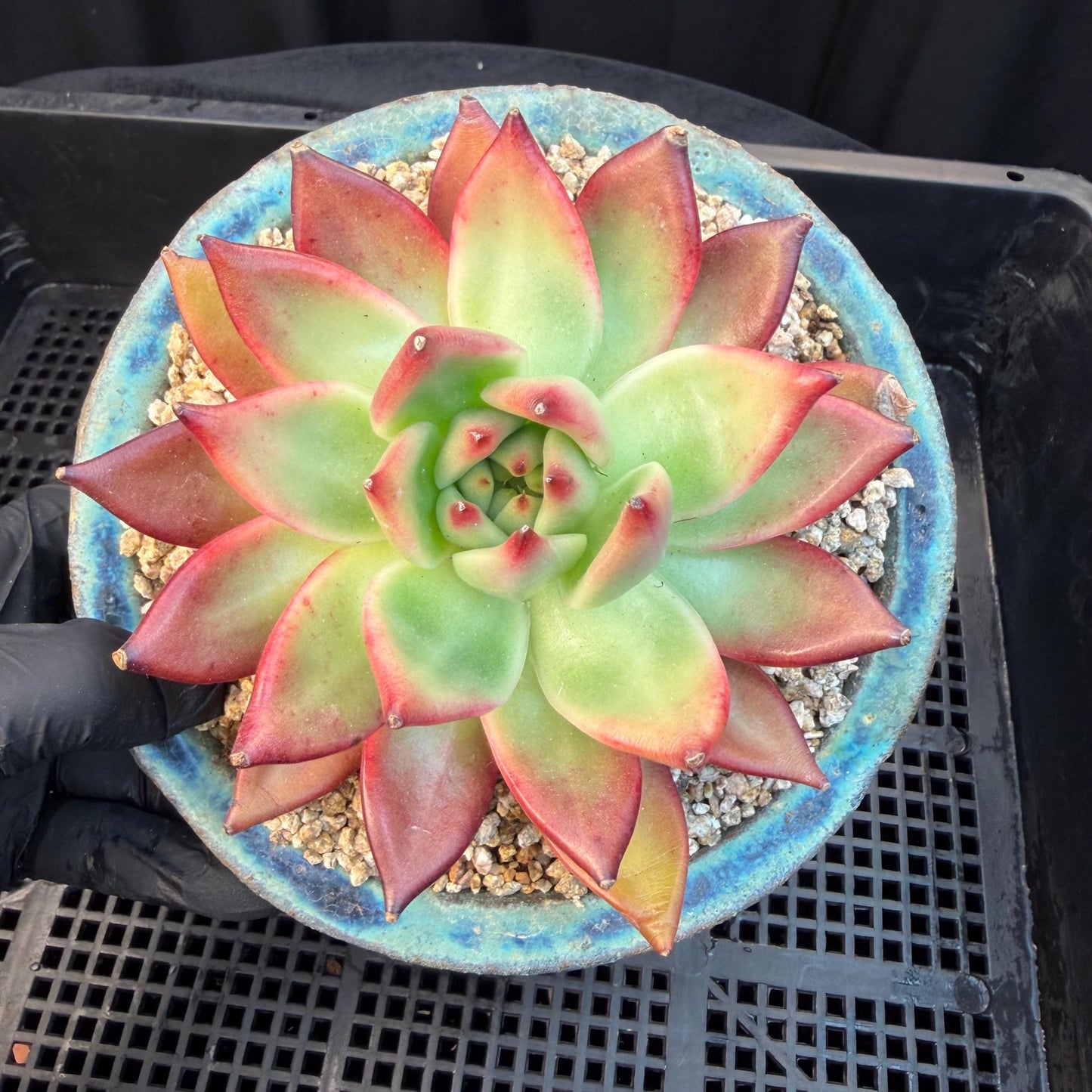Echeveria  ‘Agavoides hybrid' , 4.1inches ,M01