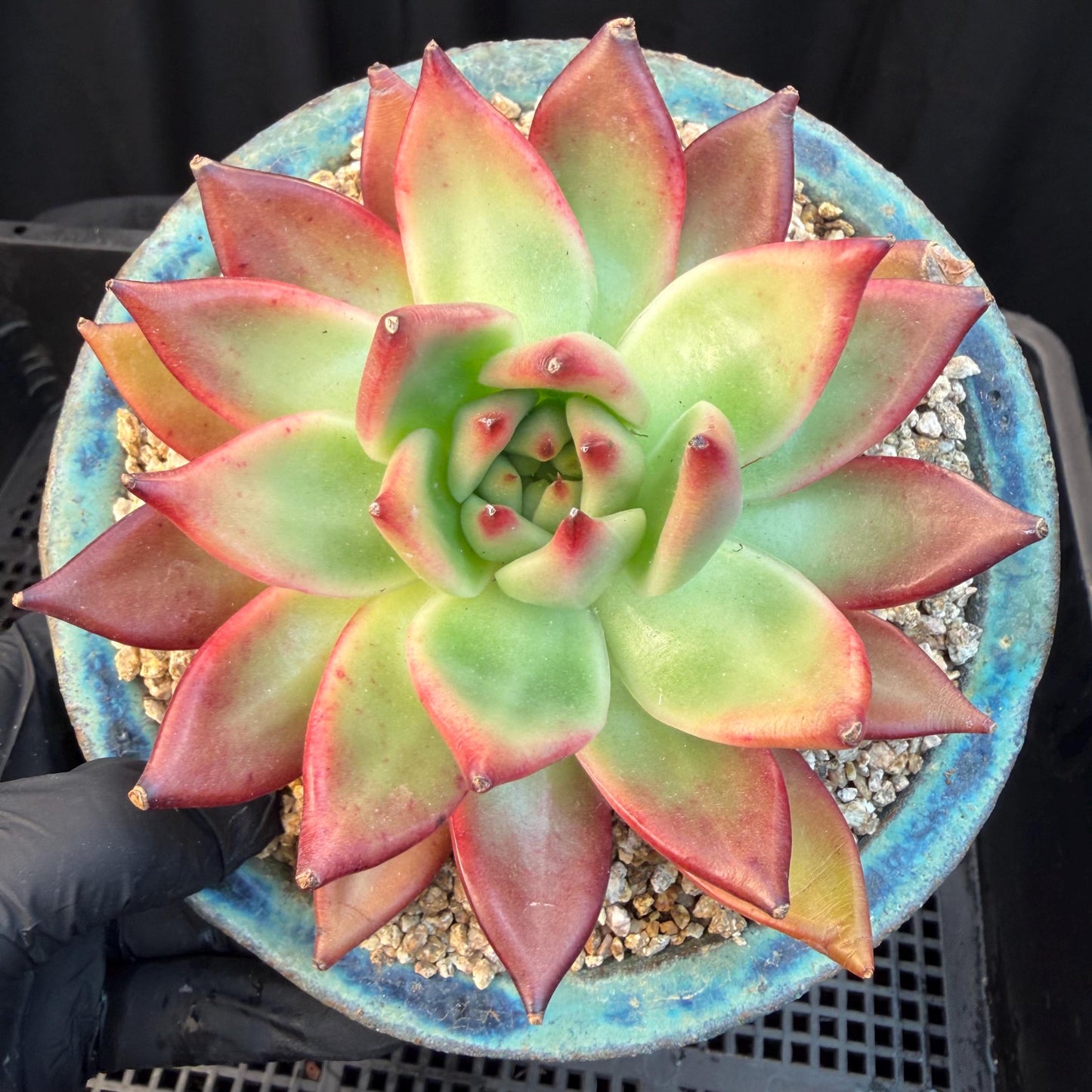 Echeveria  ‘Agavoides hybrid' , 4.1inches ,M01