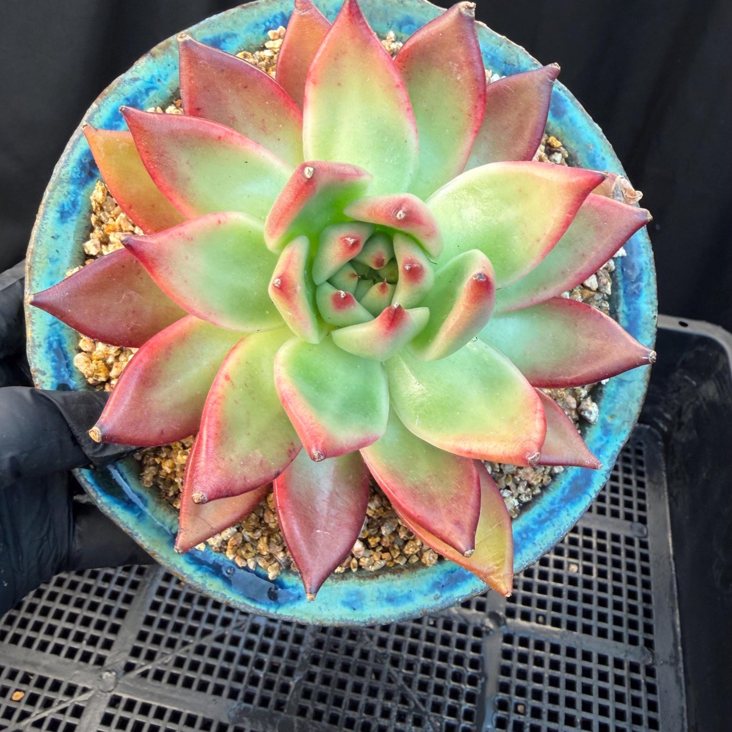 Echeveria  ‘Agavoides hybrid' , 4.1inches ,M01