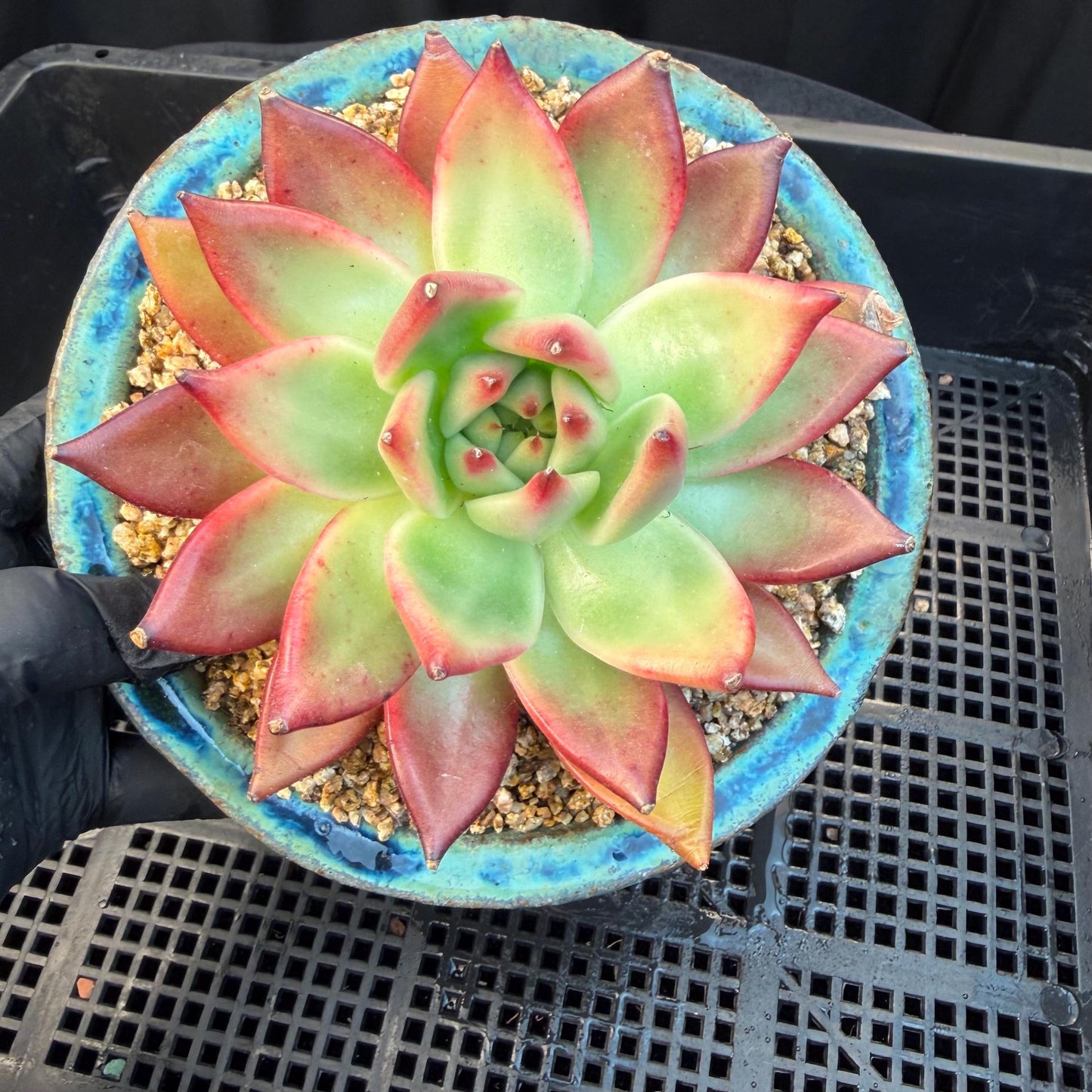 Echeveria  ‘Agavoides hybrid' , 4.1inches ,M01