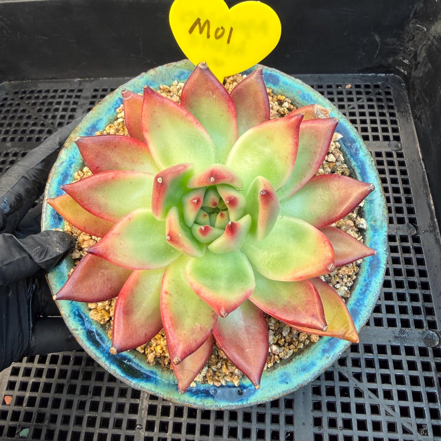 Echeveria  ‘Agavoides hybrid' , 4.1inches ,M01