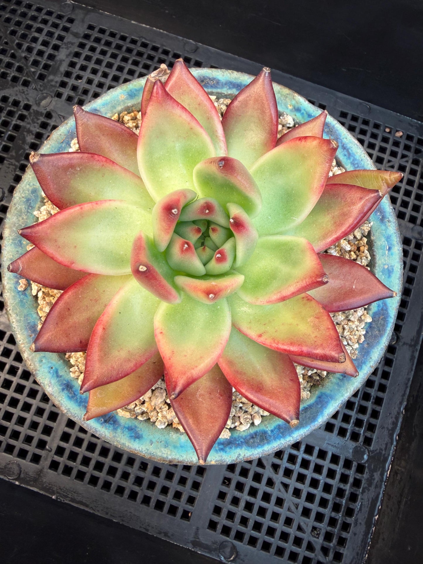 Echeveria  ‘Agavoides hybrid' , 4.1inches ,M01