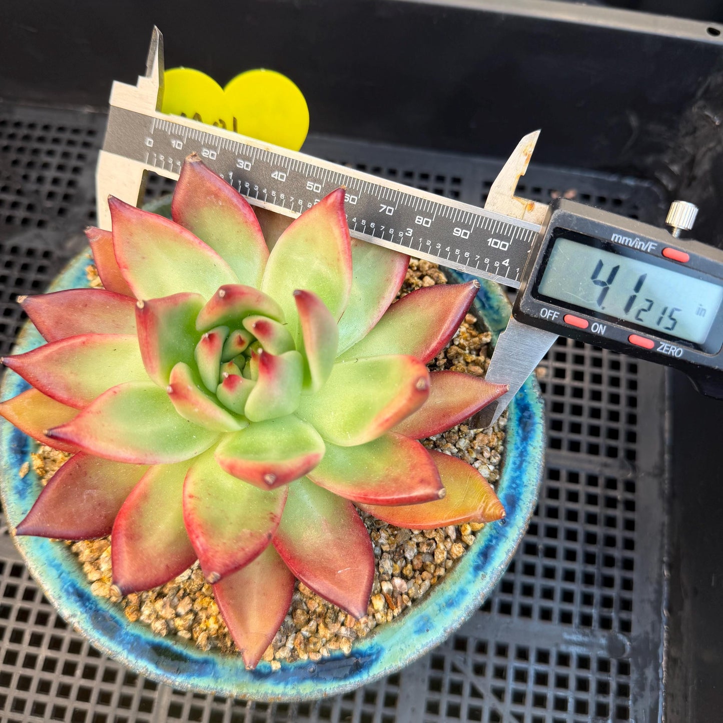 Echeveria  ‘Agavoides hybrid' , 4.1inches ,M01