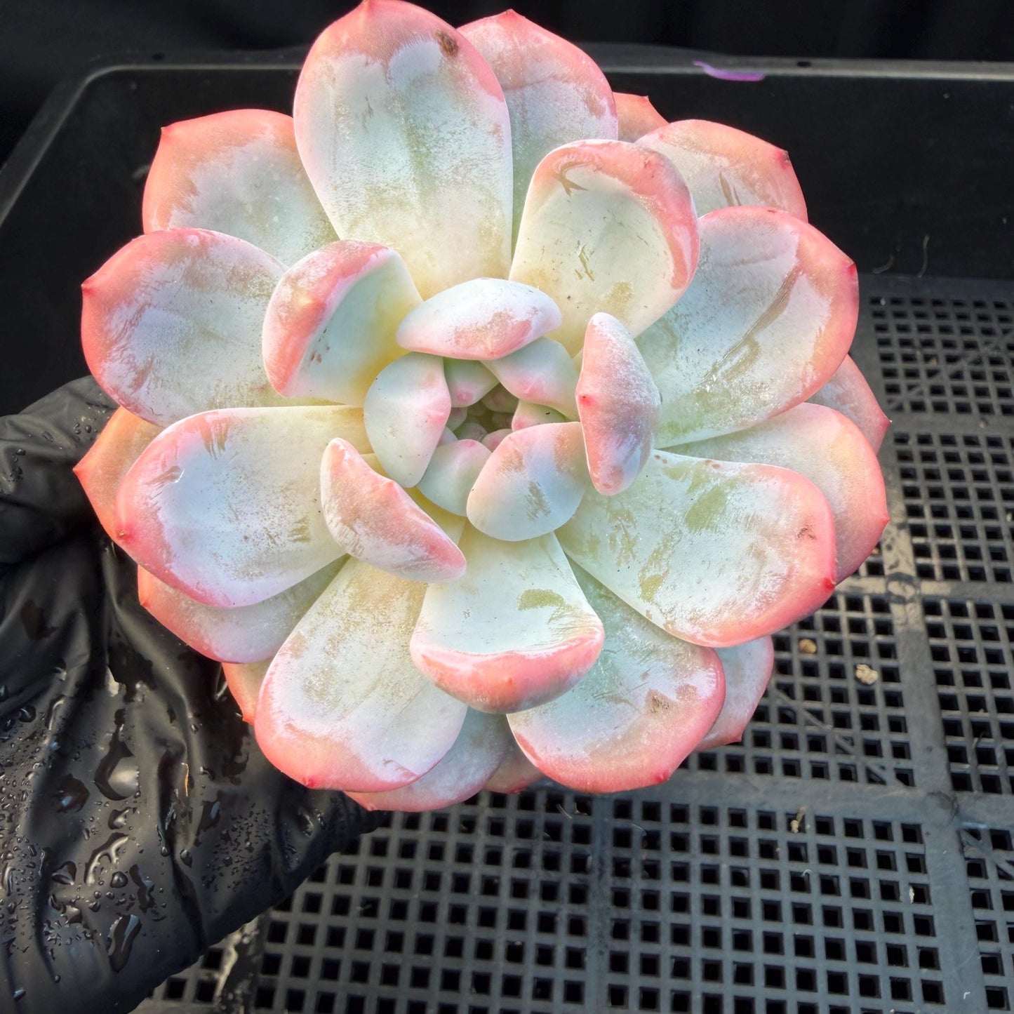 Echeveria  ‘Orange Monroe variegated', 2.7inches ,J05