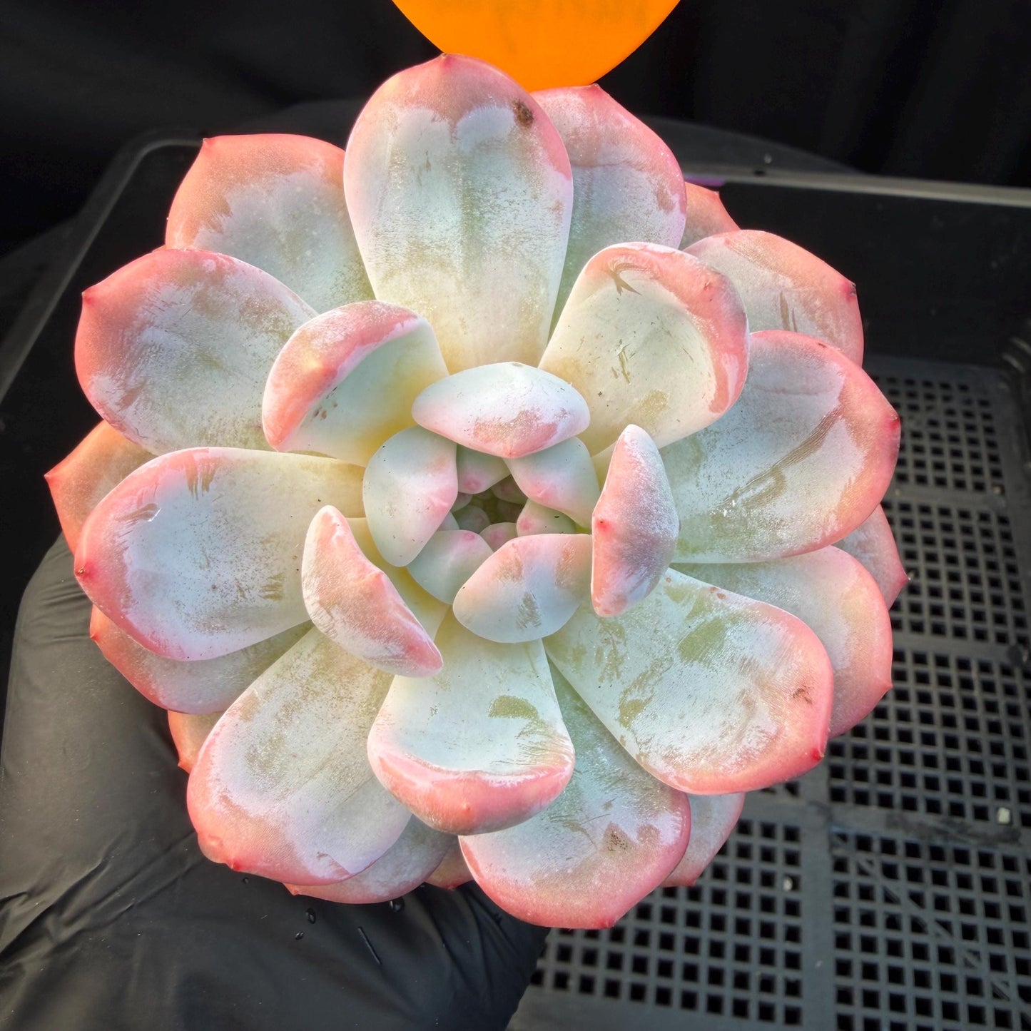 Echeveria  ‘Orange Monroe variegated', 2.7inches ,J05
