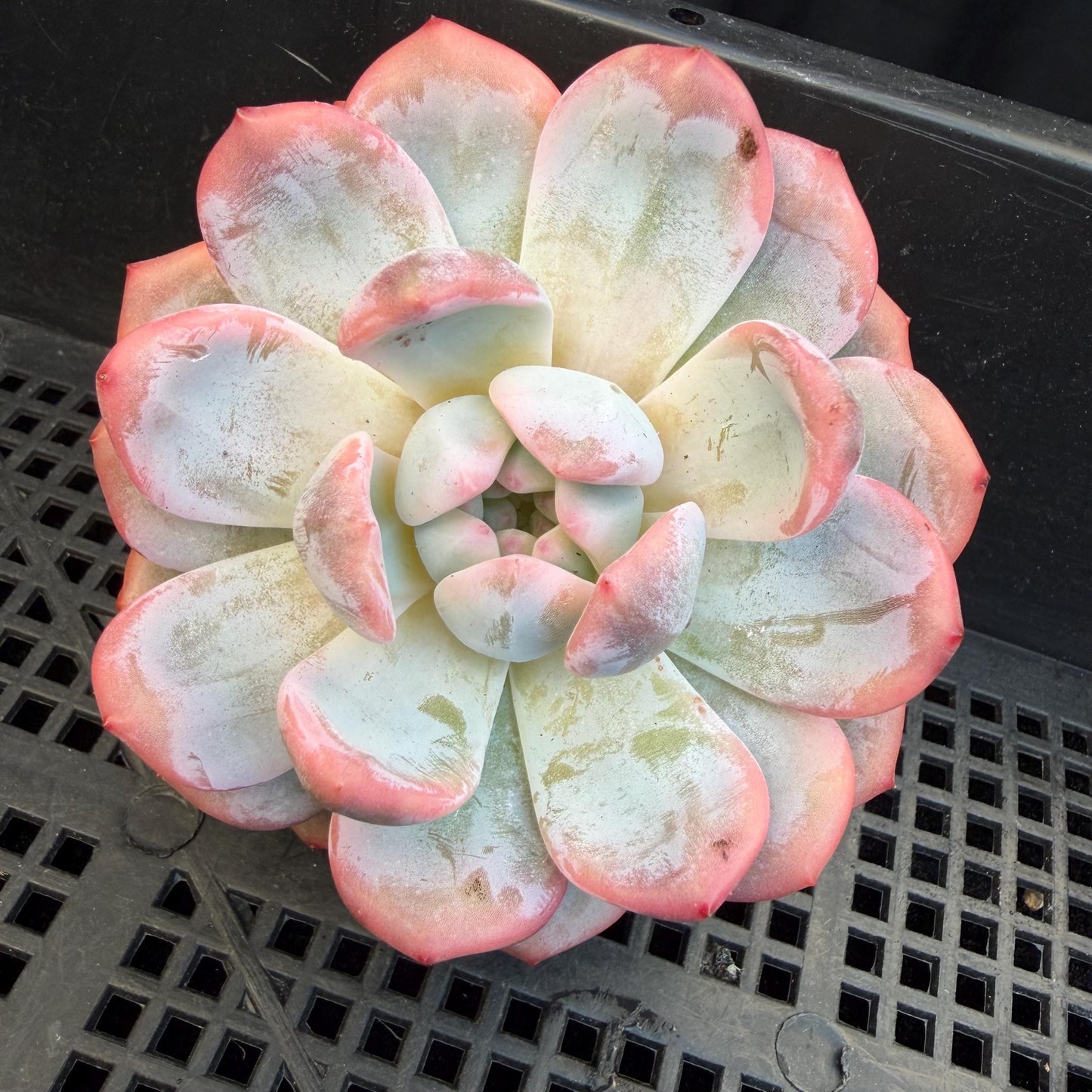 Echeveria  ‘Orange Monroe variegated', 2.7inches ,J05