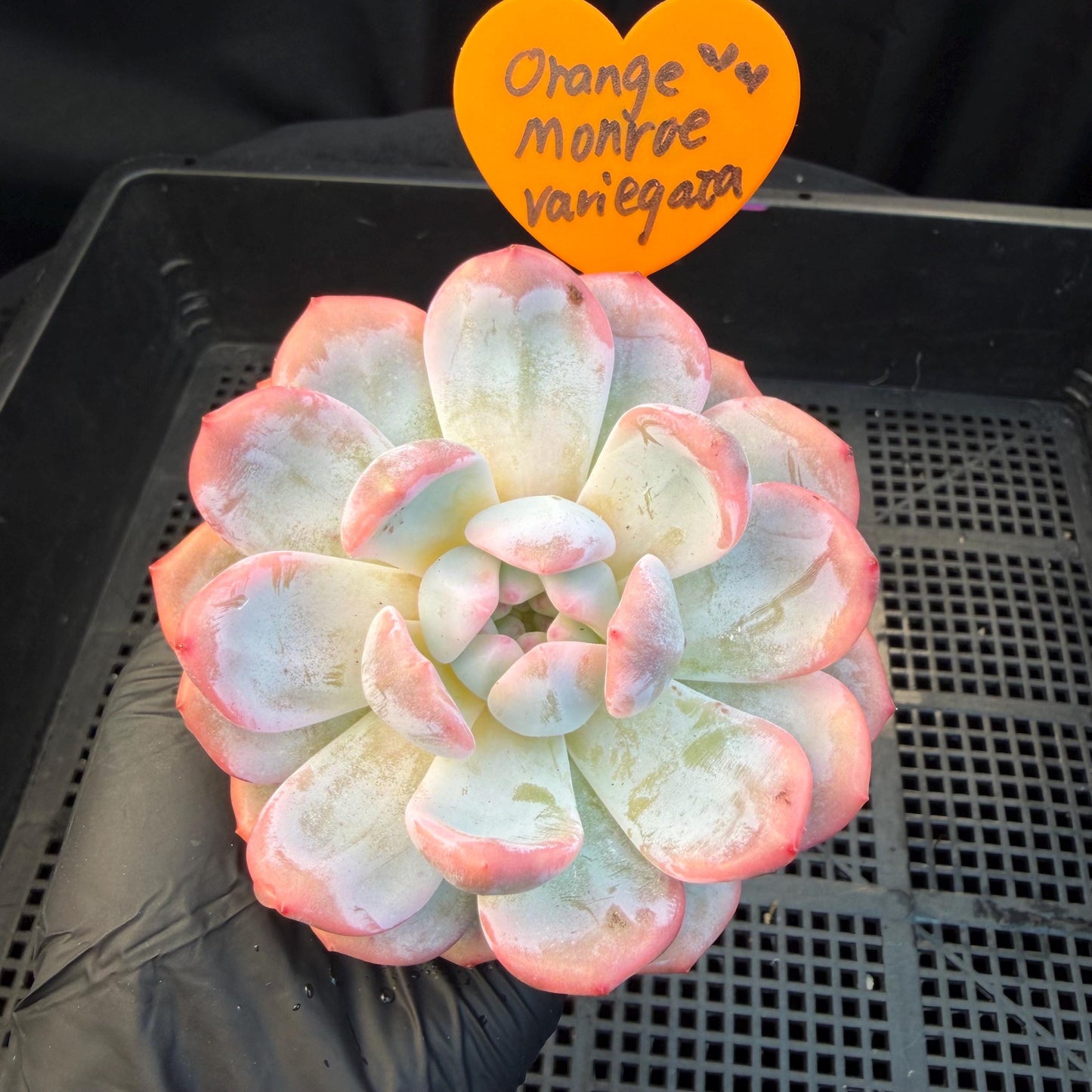 Echeveria  ‘Orange Monroe variegated', 2.7inches ,J05