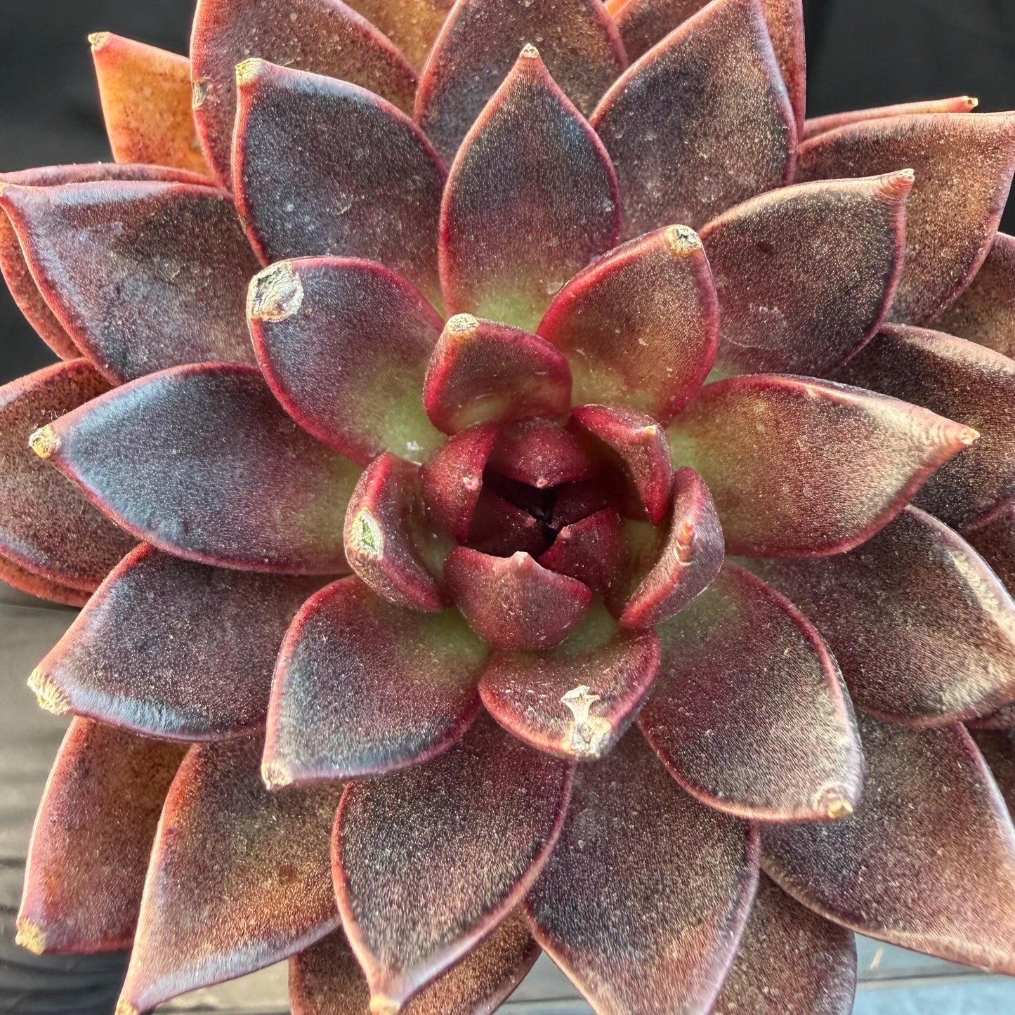 Echeveria  ‘black box', 3.5inches ,J09