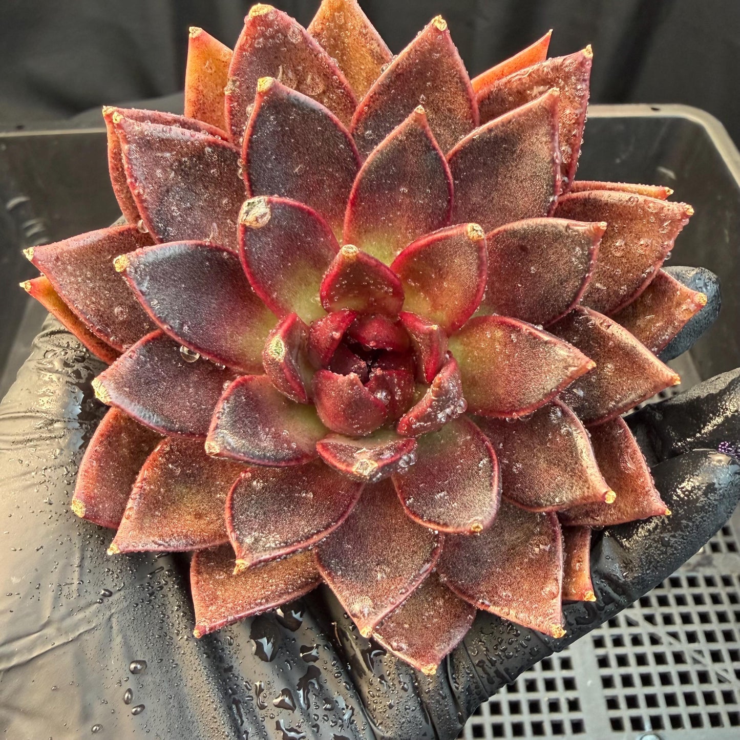 Echeveria  ‘black box', 3.5inches ,J09