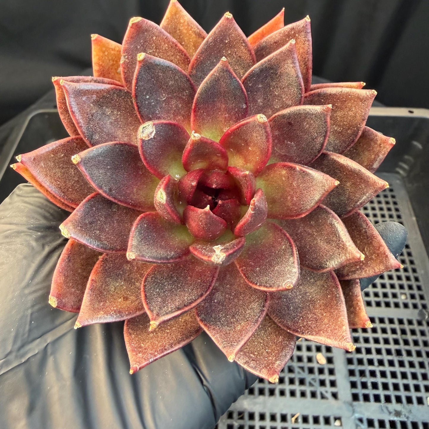 Echeveria  ‘black box', 3.5inches ,J09