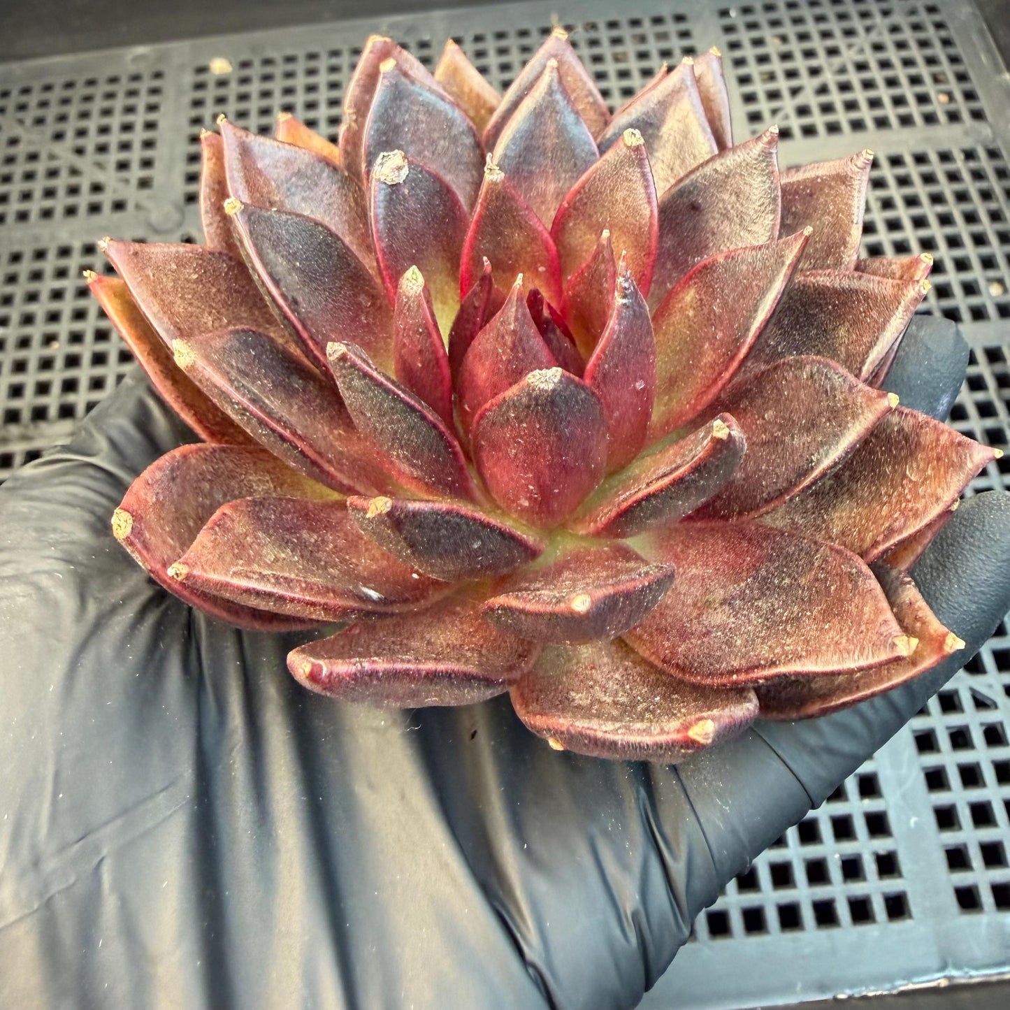 Echeveria  ‘black box', 3.5inches ,J09