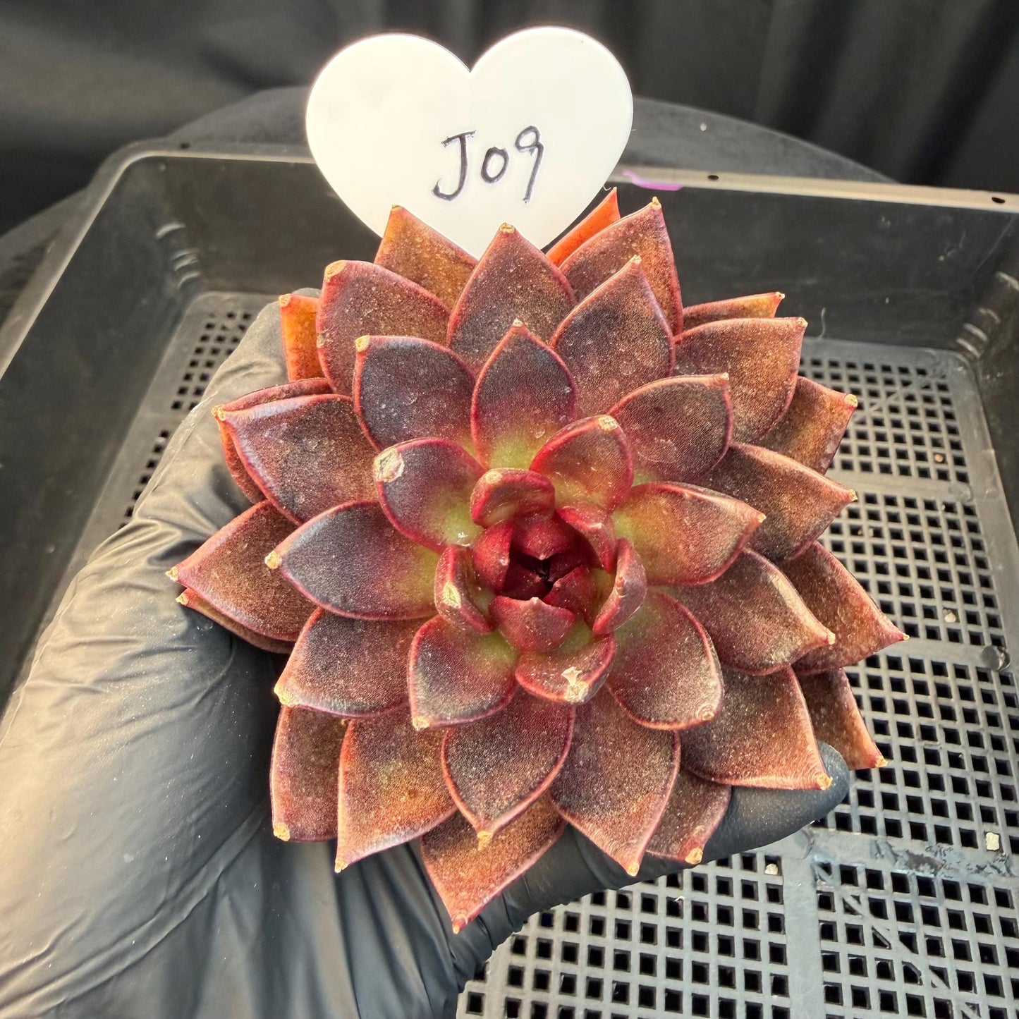 Echeveria  ‘black box', 3.5inches ,J09