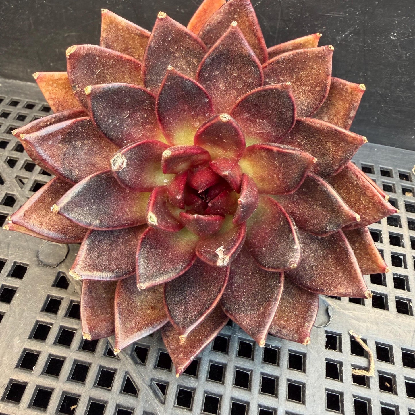 Echeveria  ‘black box', 3.5inches ,J09