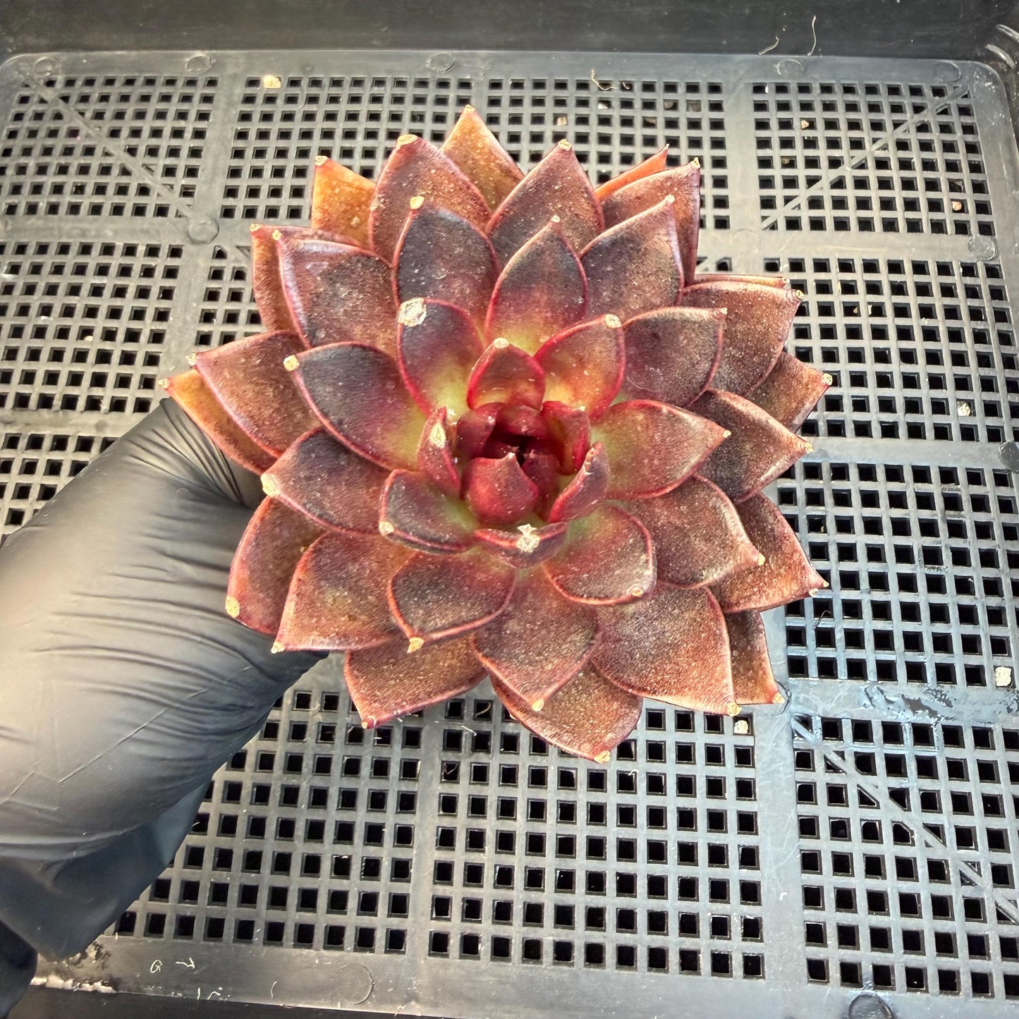 Echeveria  ‘black box', 3.5inches ,J09