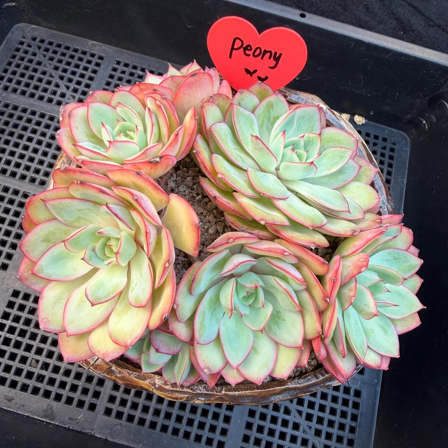 Echeveria 'Peony Pavilion' Cluster, 5.4inches-Q17