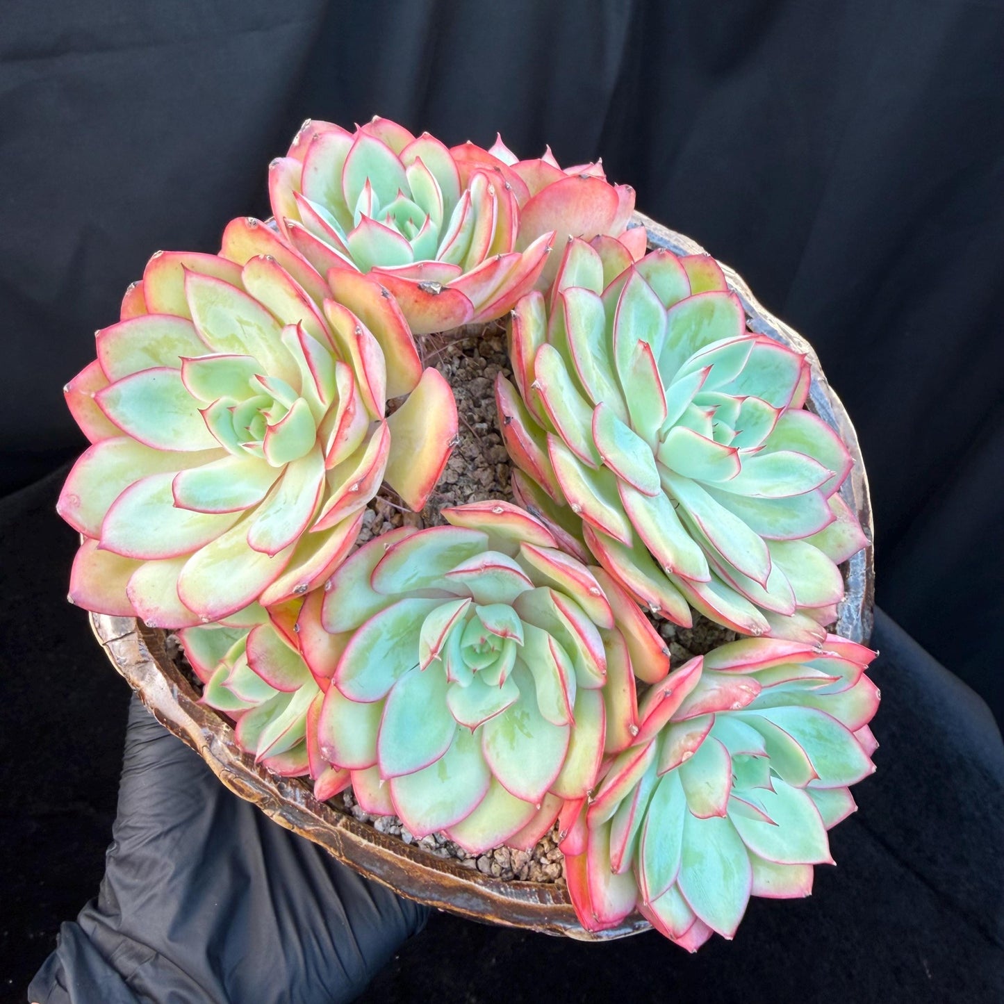 Echeveria 'Peony Pavilion' Cluster, 5.4inches-Q17