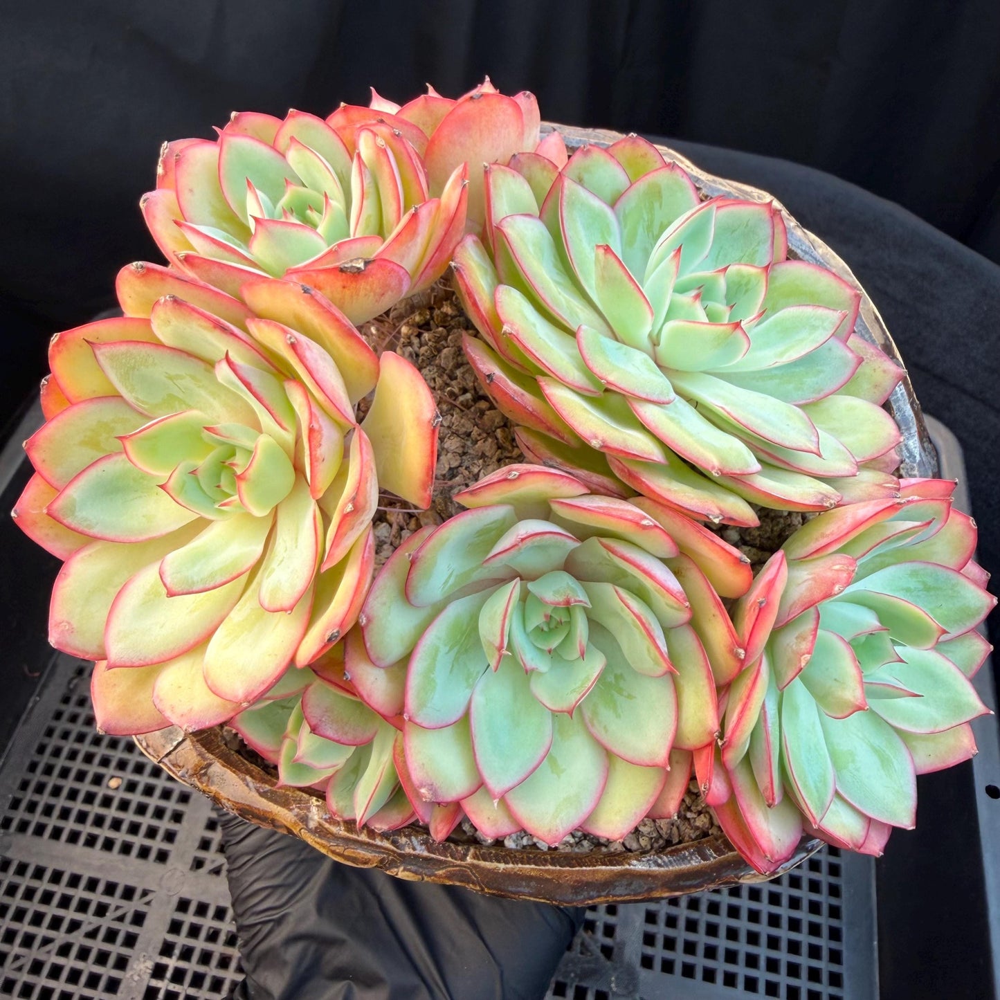 Echeveria 'Peony Pavilion' Cluster, 5.4inches-Q17