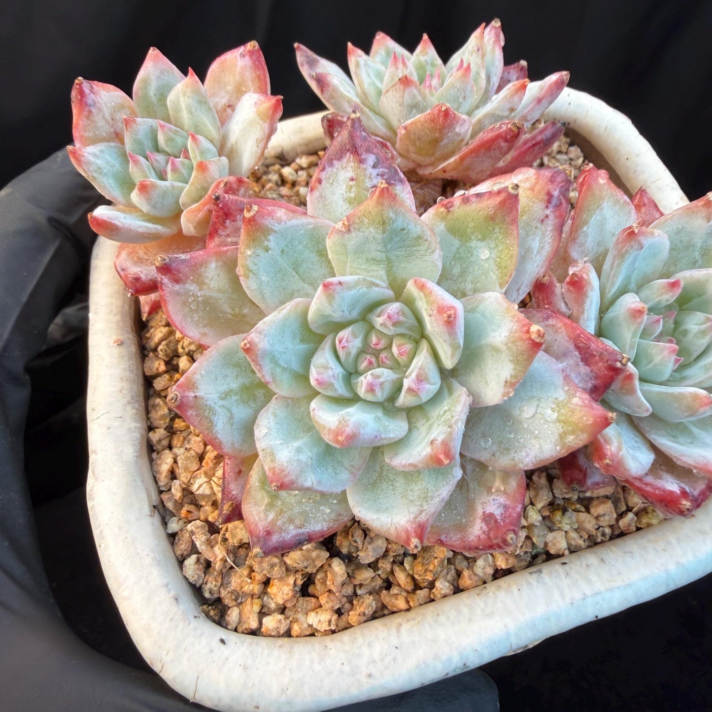 Echeveria  ‘blue bird', 4heads,   3.4inches, N20