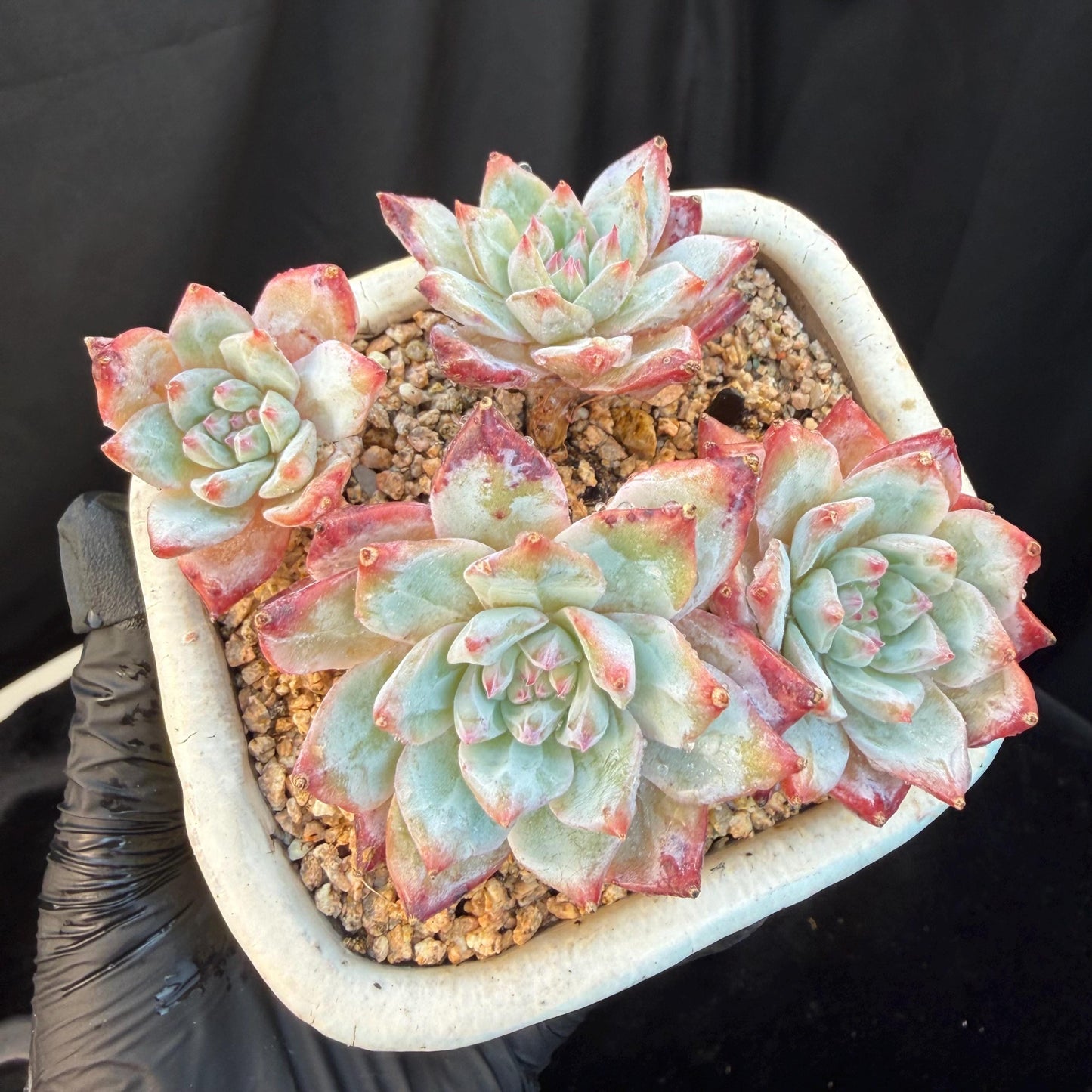 Echeveria  ‘blue bird', 4heads,   3.4inches, N20