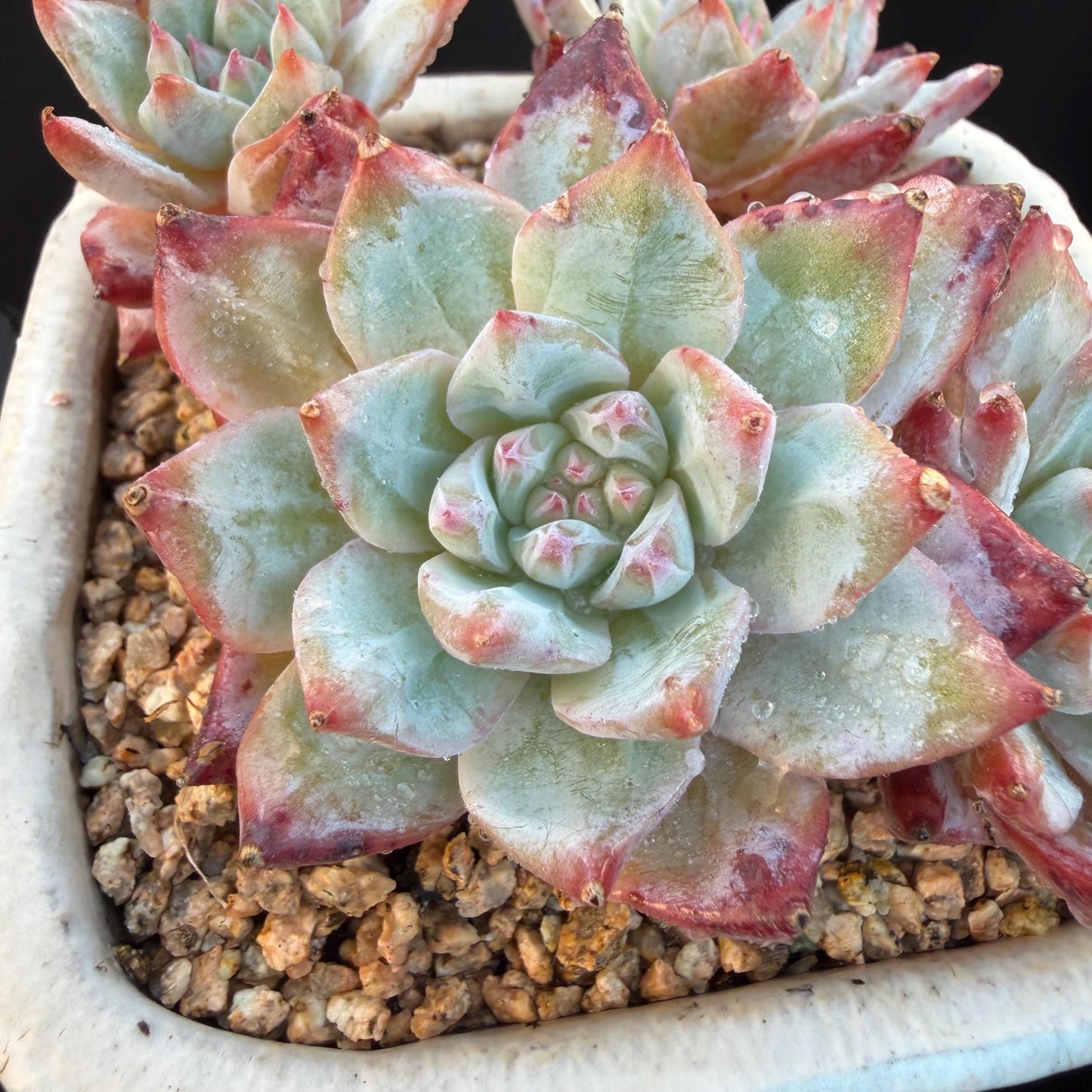 Echeveria  ‘blue bird', 4heads,   3.4inches, N20