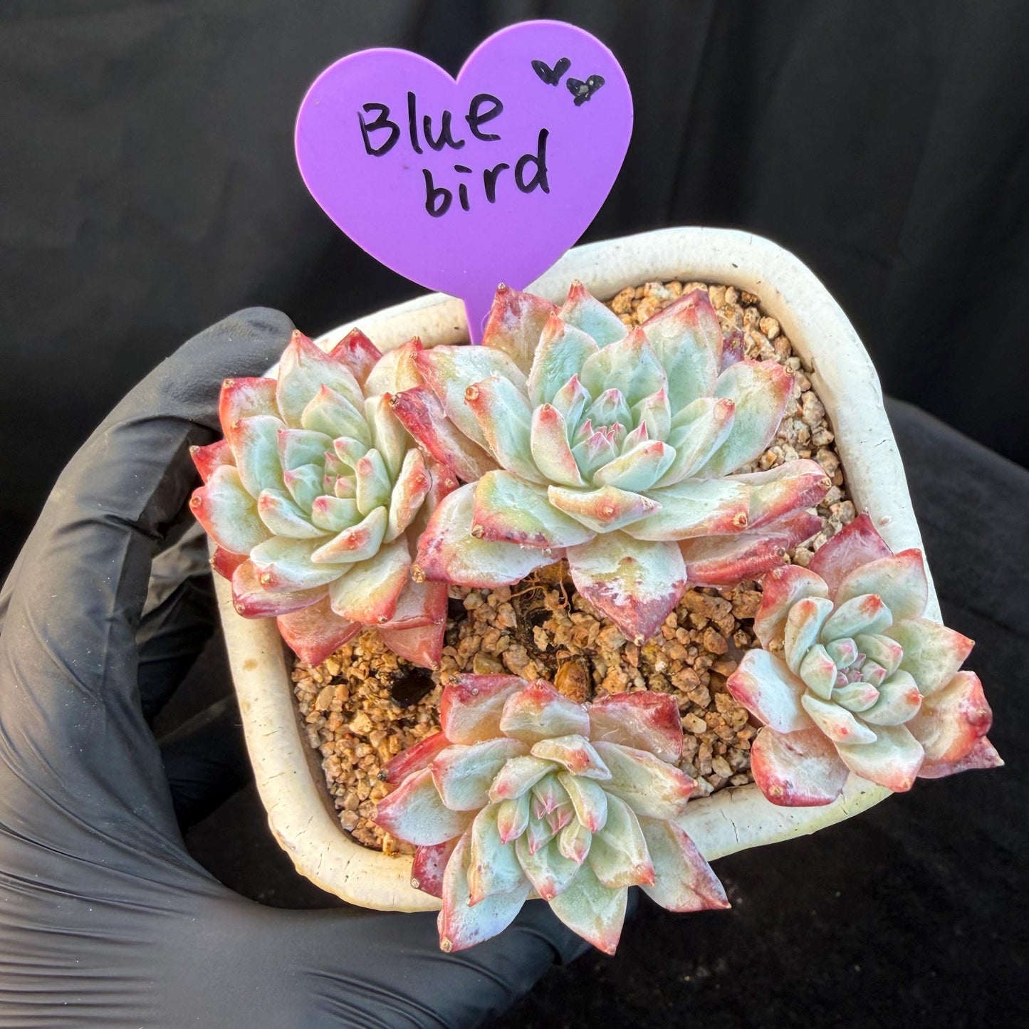Echeveria  ‘blue bird', 4heads,   3.4inches, N20