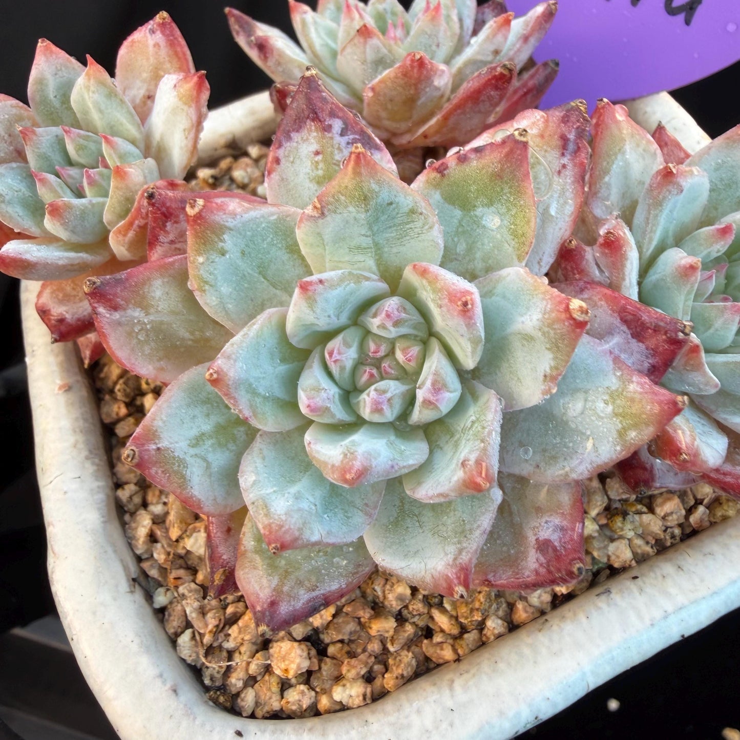 Echeveria  ‘blue bird', 4heads,   3.4inches, N20