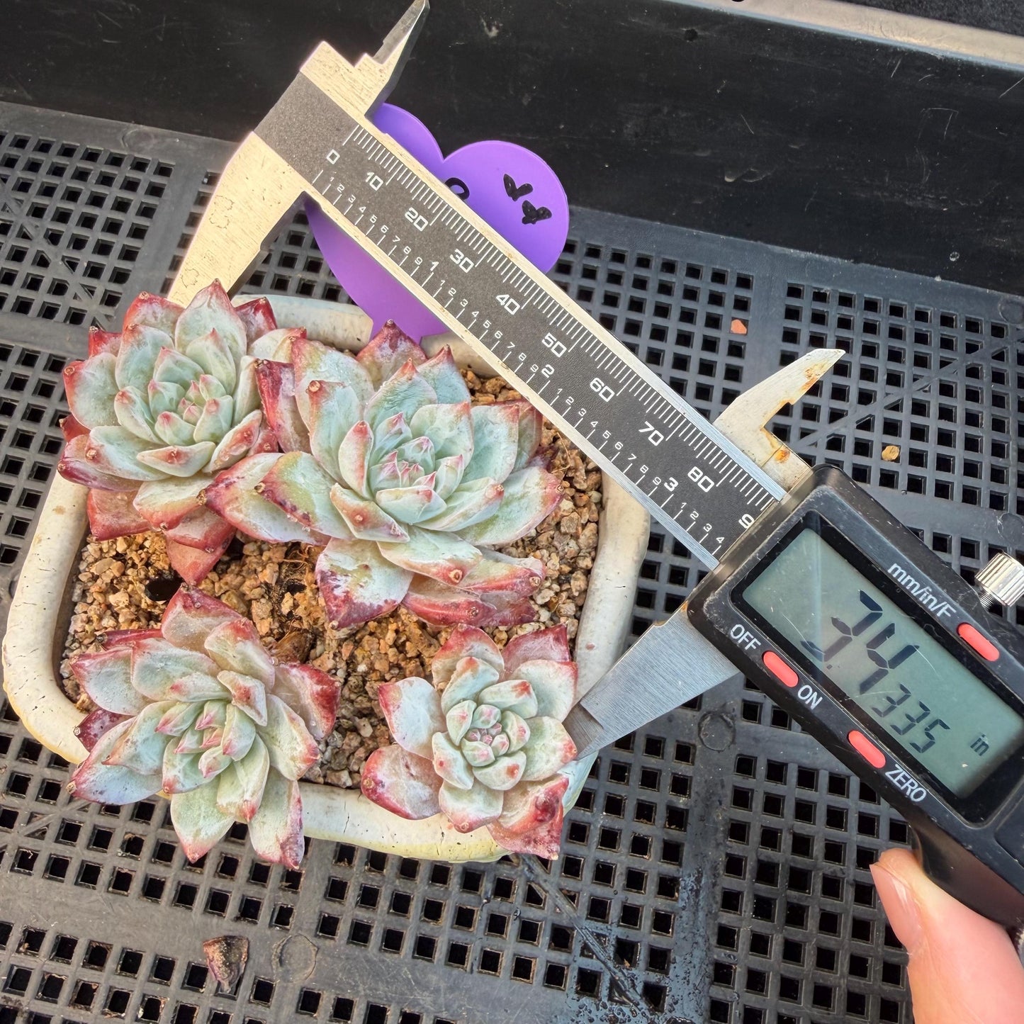 Echeveria  ‘blue bird', 4heads,   3.4inches, N20