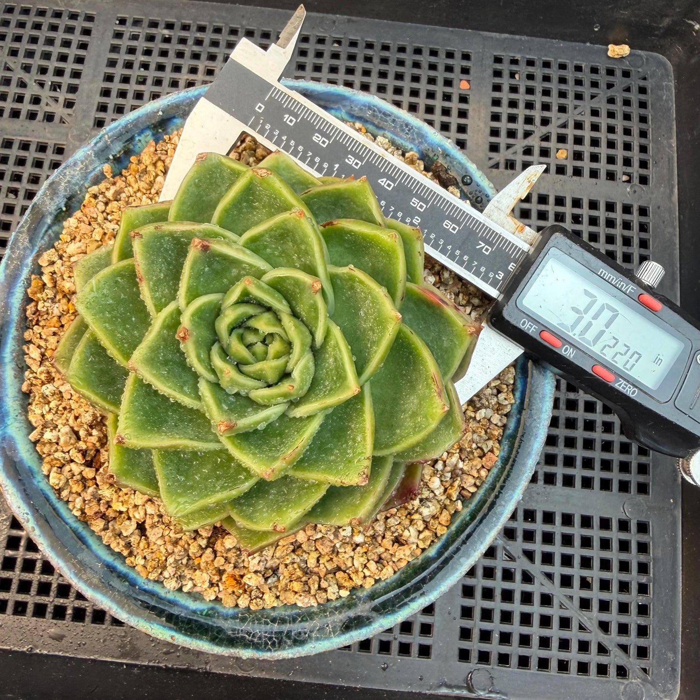 Echeveria  ‘Essential balm' ,  3inches, Q16