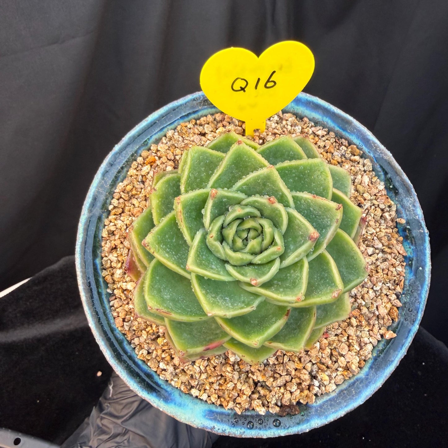 Echeveria  ‘Essential balm' ,  3inches, Q16