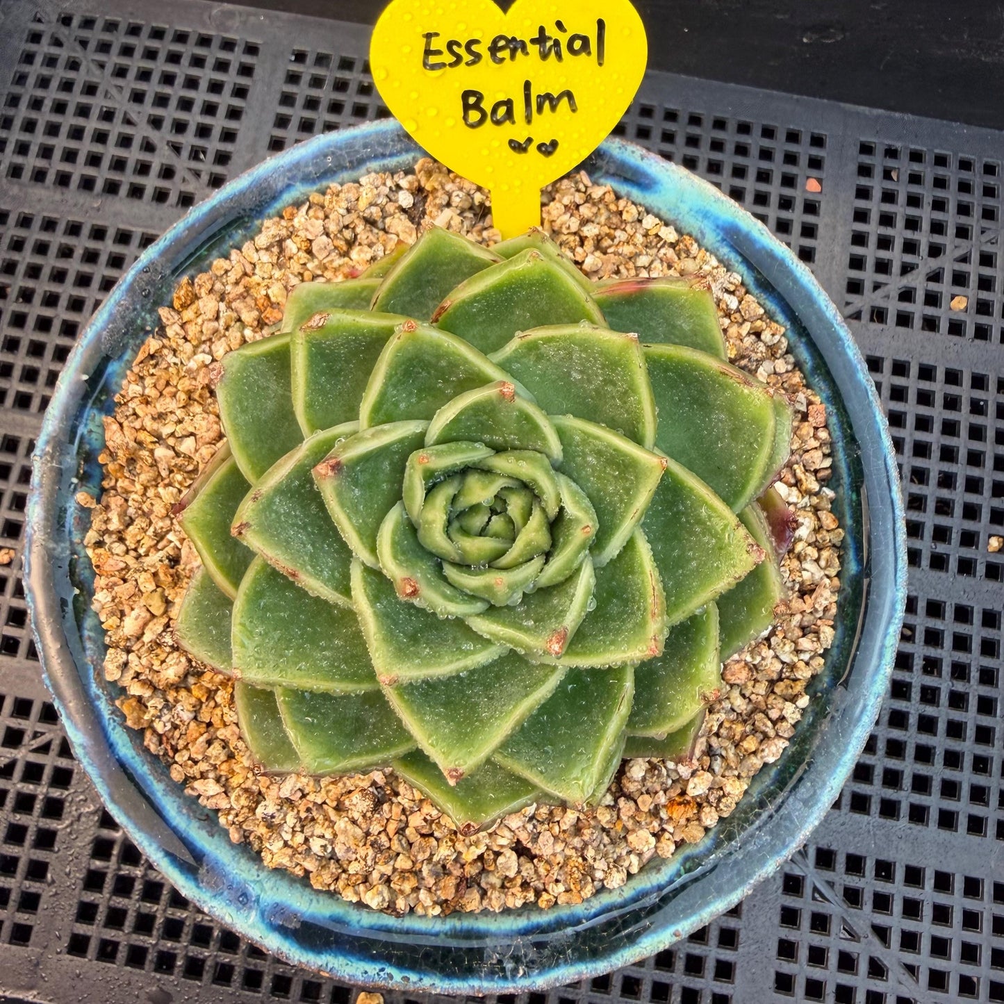 Echeveria  ‘Essential balm' ,  3inches, Q16