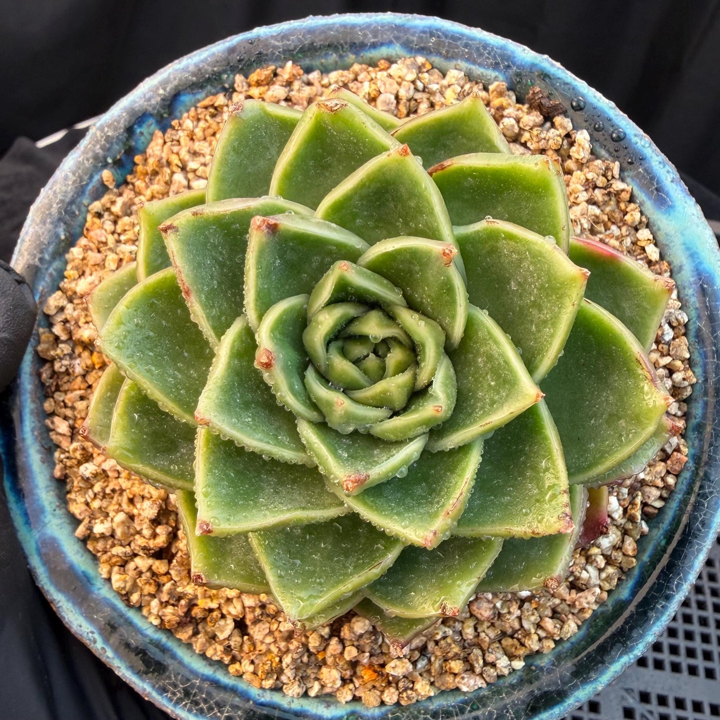 Echeveria  ‘Essential balm' ,  3inches, Q16