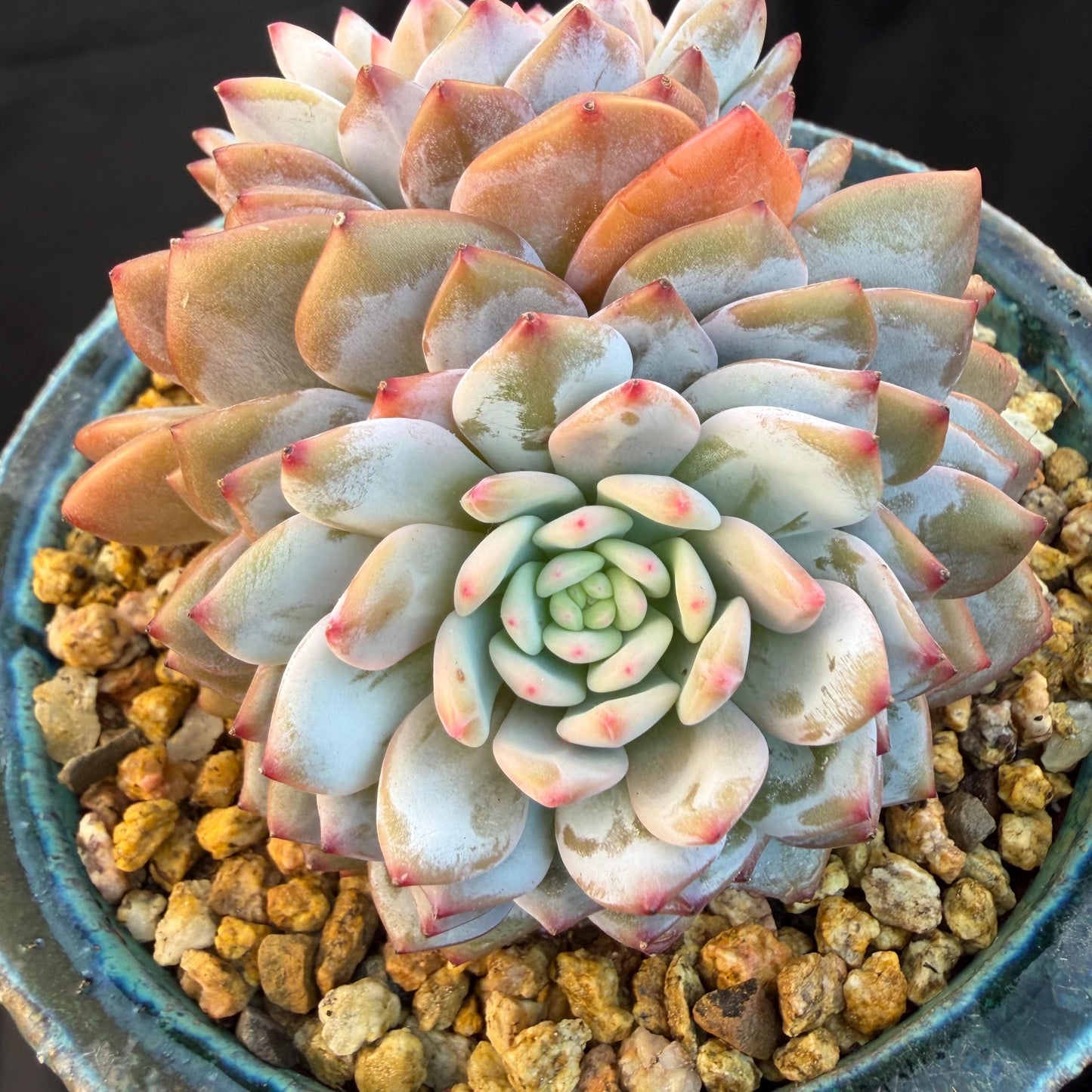 Echeveria ' star orange' 2head ,  3.8inches, Q15