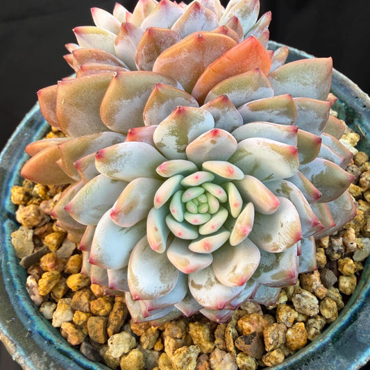 Echeveria ' star orange' 2head ,  3.8inches, Q15