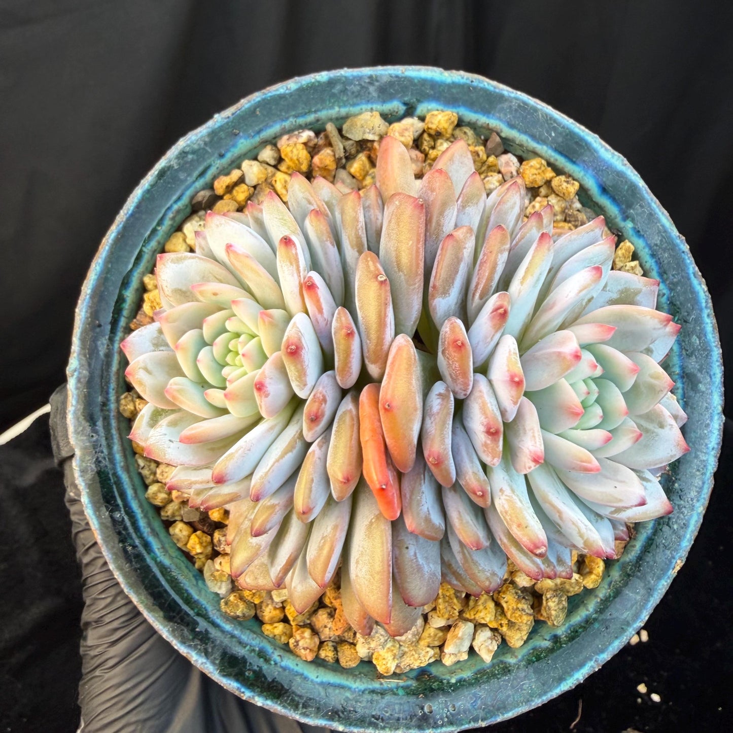 Echeveria ' star orange' 2head ,  3.8inches, Q15