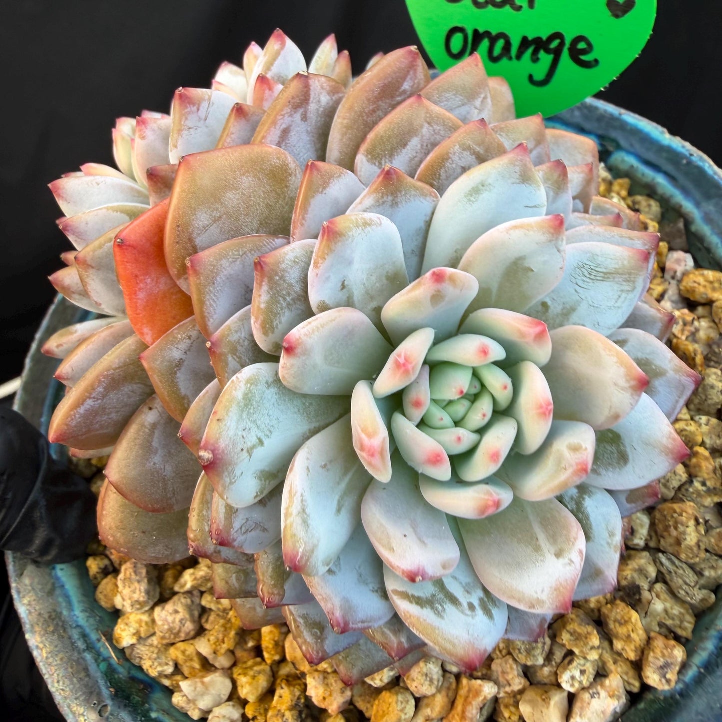 Echeveria ' star orange' 2head ,  3.8inches, Q15