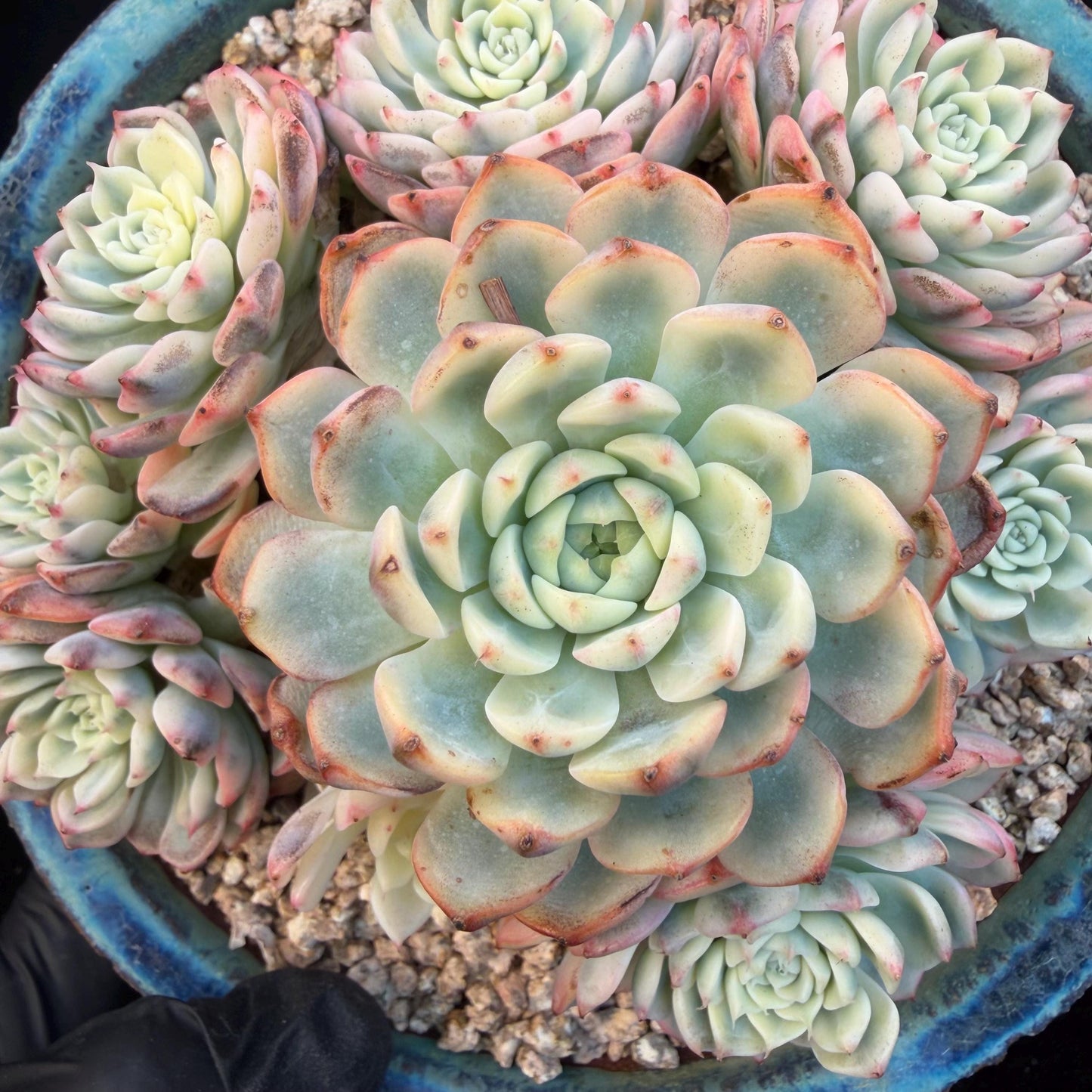 Echeveria  ‘ minima Variegated’,  4.1inches -P17