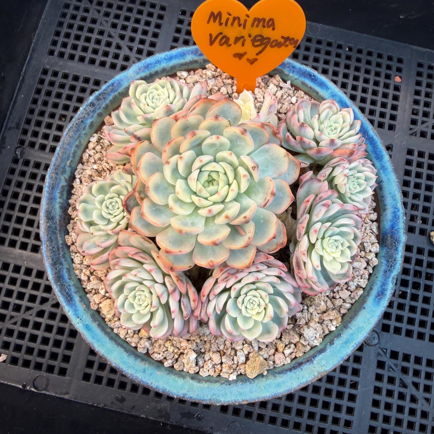 Echeveria  ‘ minima Variegated’,  4.1inches -P17