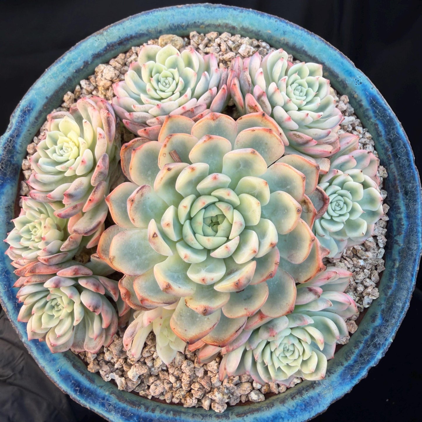 Echeveria  ‘ minima Variegated’,  4.1inches -P17